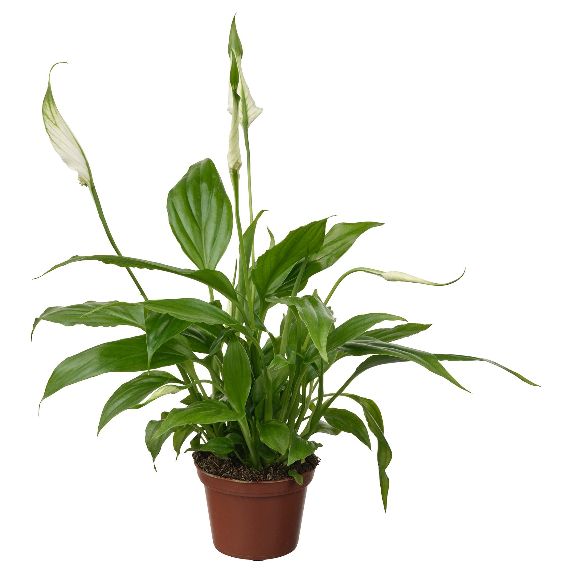 SPATHIPHYLLUM, potted plant/Peace lily, 6 cm, 005.986.88