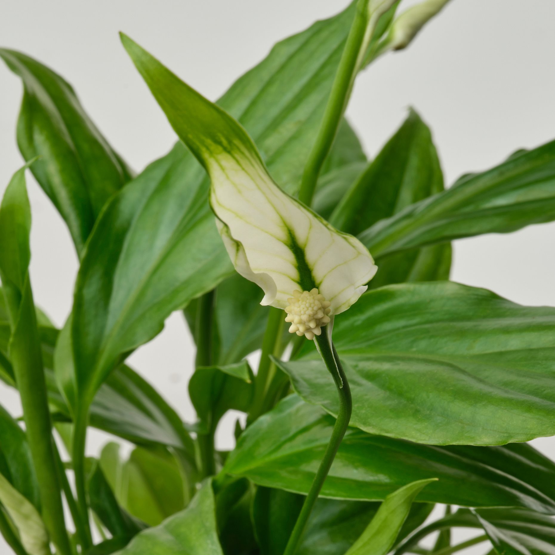 SPATHIPHYLLUM, potted plant/Peace lily, 6 cm, 005.986.88