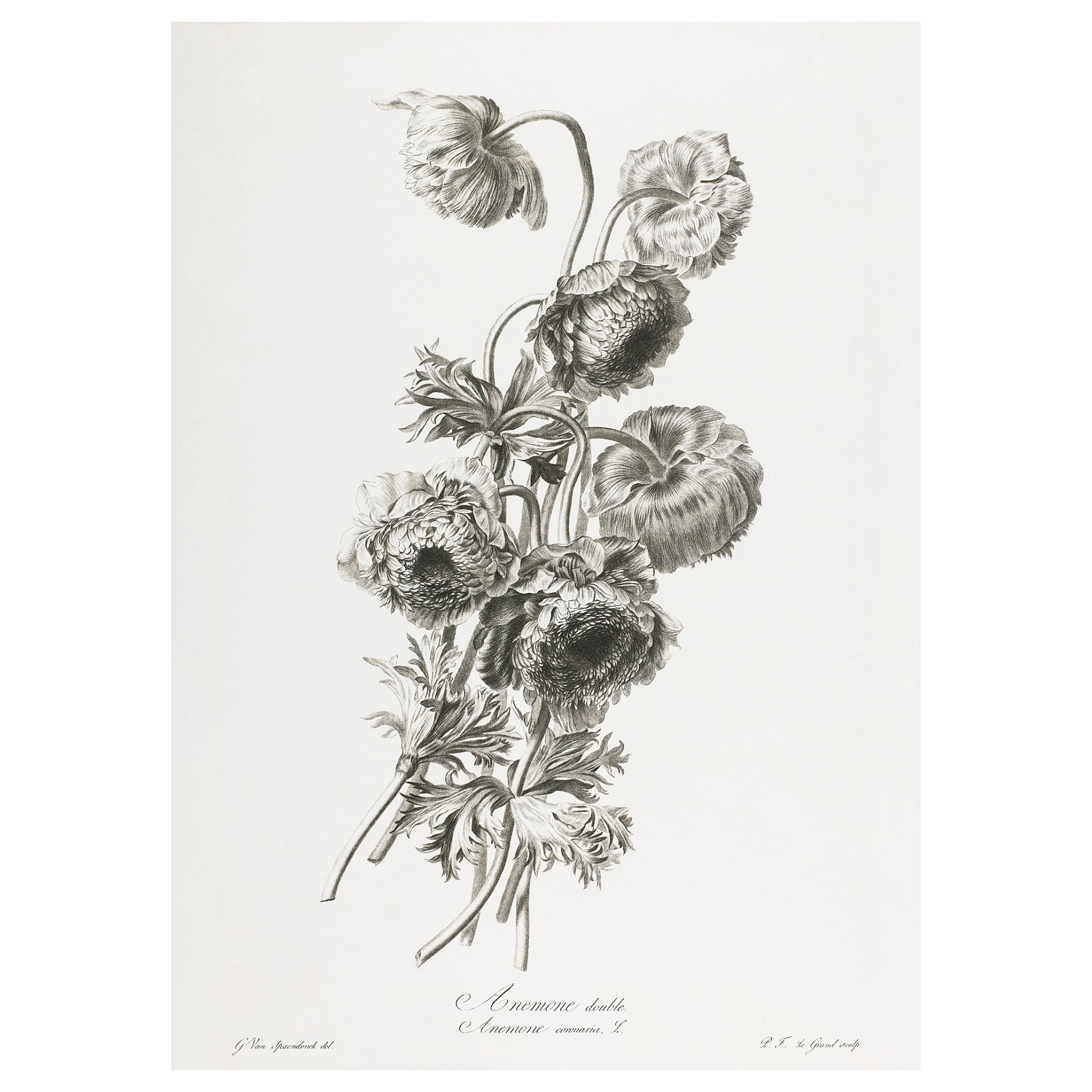 PJÄTTERYD, picture/A bouquet, 50x70 cm, 105.453.07