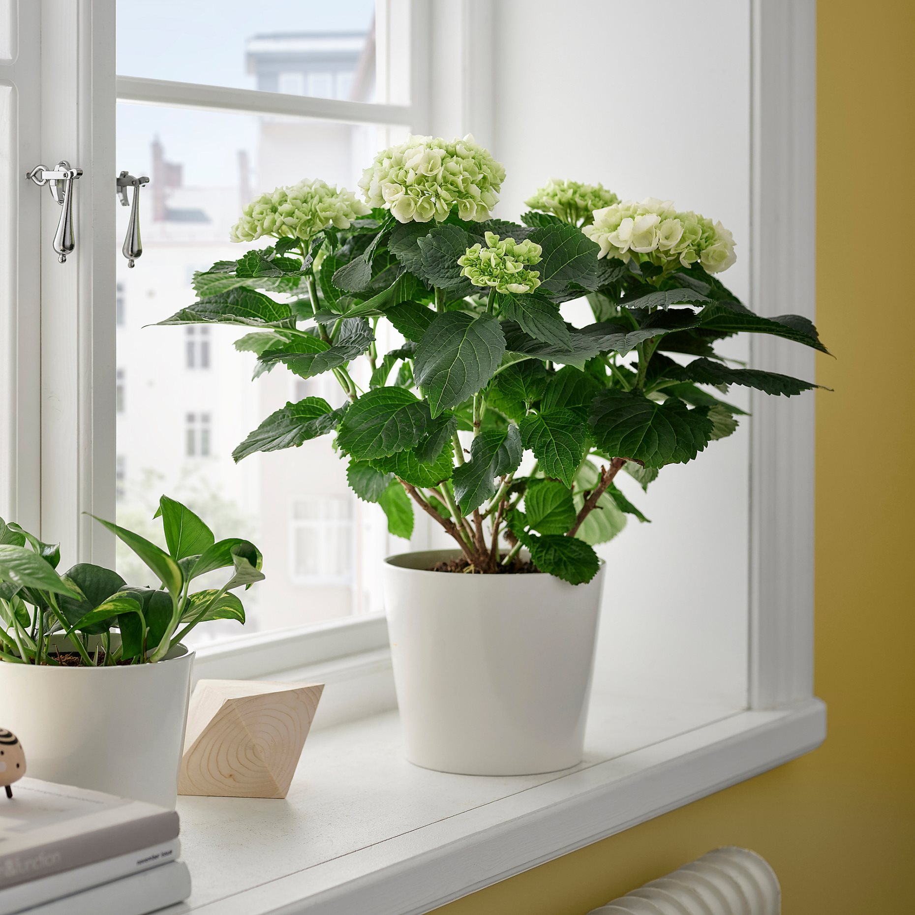 HYDRANGEA, potted plant/Hydrangea, 15 cm, 106.127.64