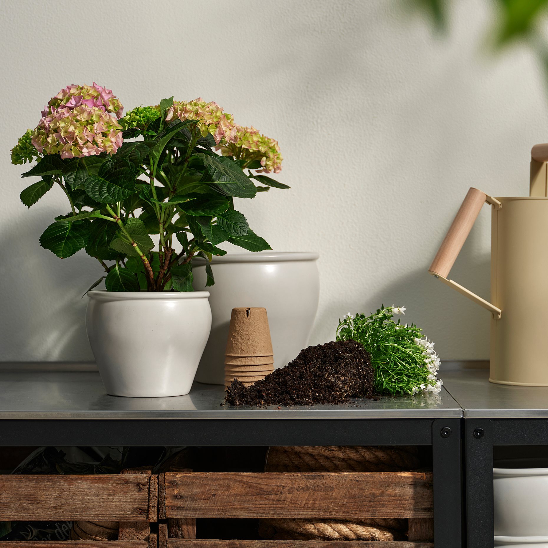 HYDRANGEA, potted plant/Hydrangea, 15 cm, 106.127.64