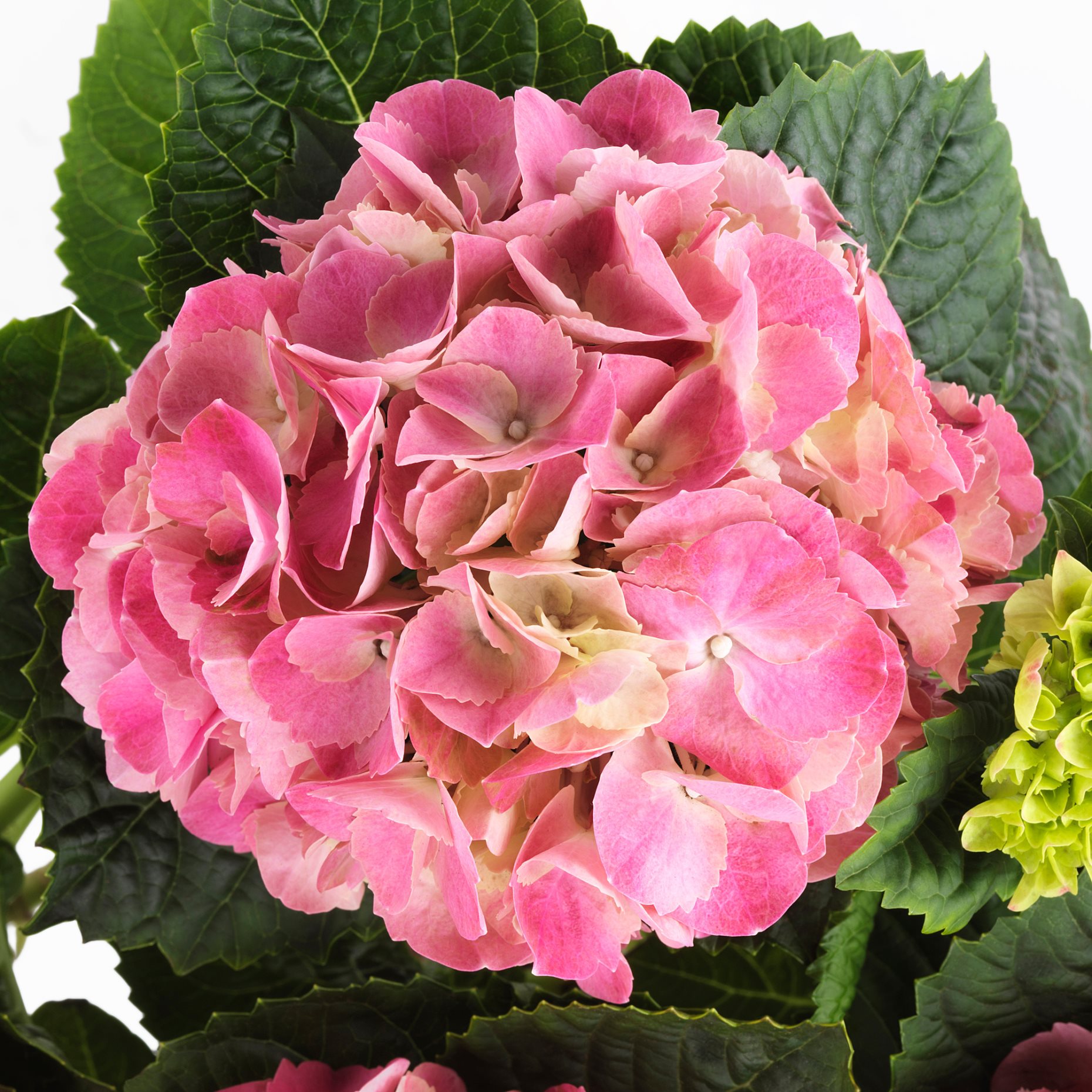 HYDRANGEA, potted plant/Hydrangea, 15 cm, 106.127.64