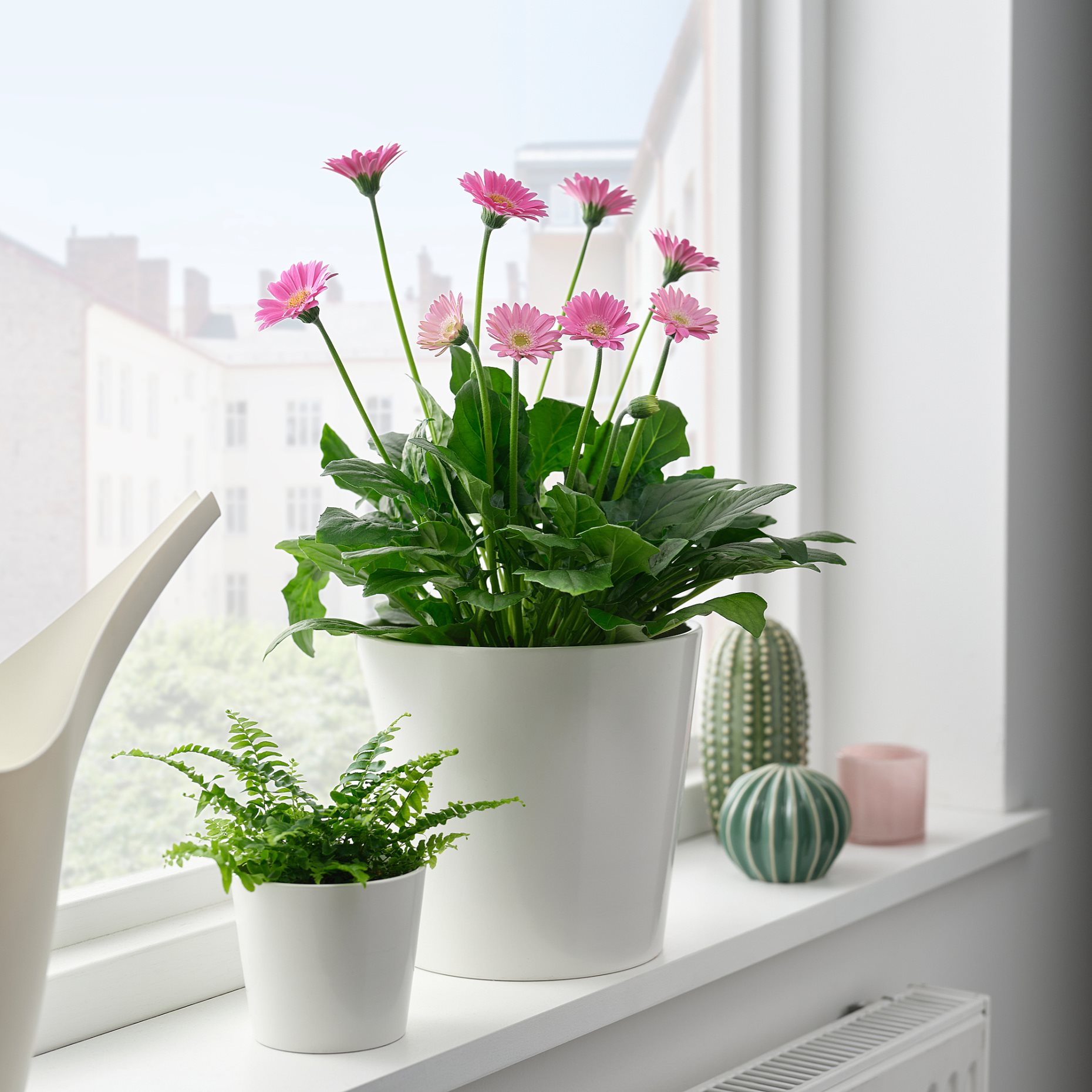 GERBERA, φυτό σε γλάστρα, ζέρμπερα, 106.240.07
