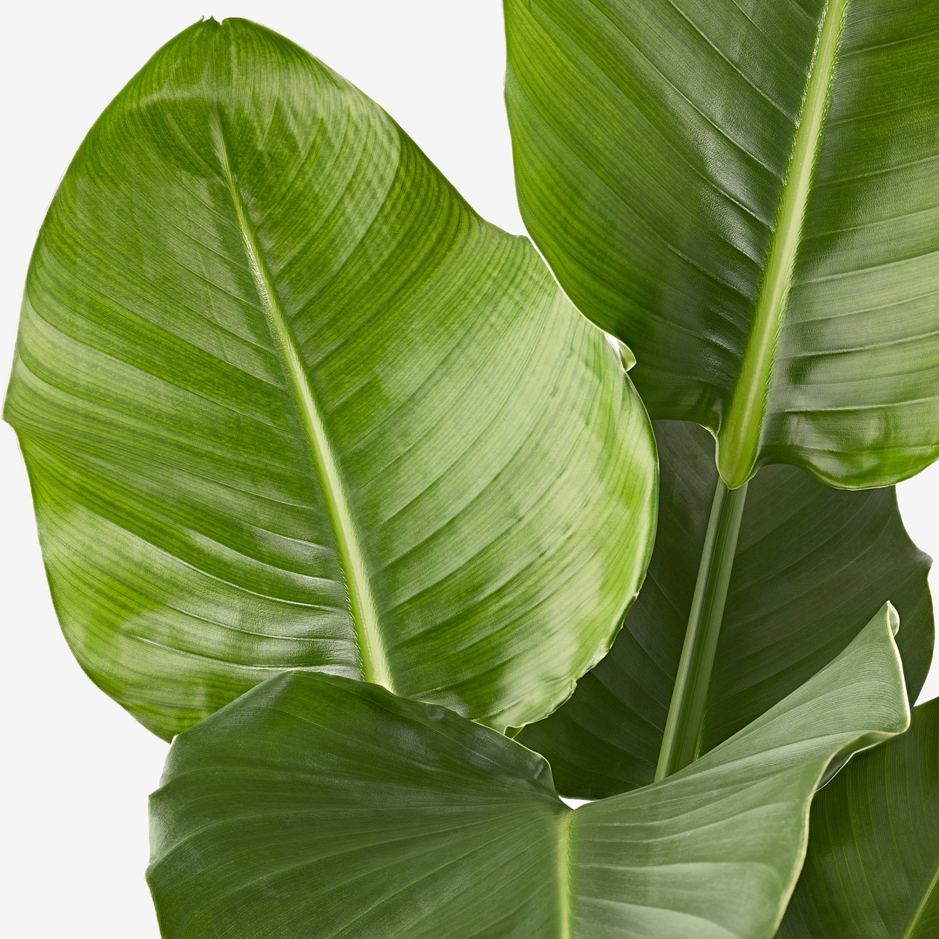 STRELITZIA, potted plant/Bird of paradise, 27 cm, 204.662.53