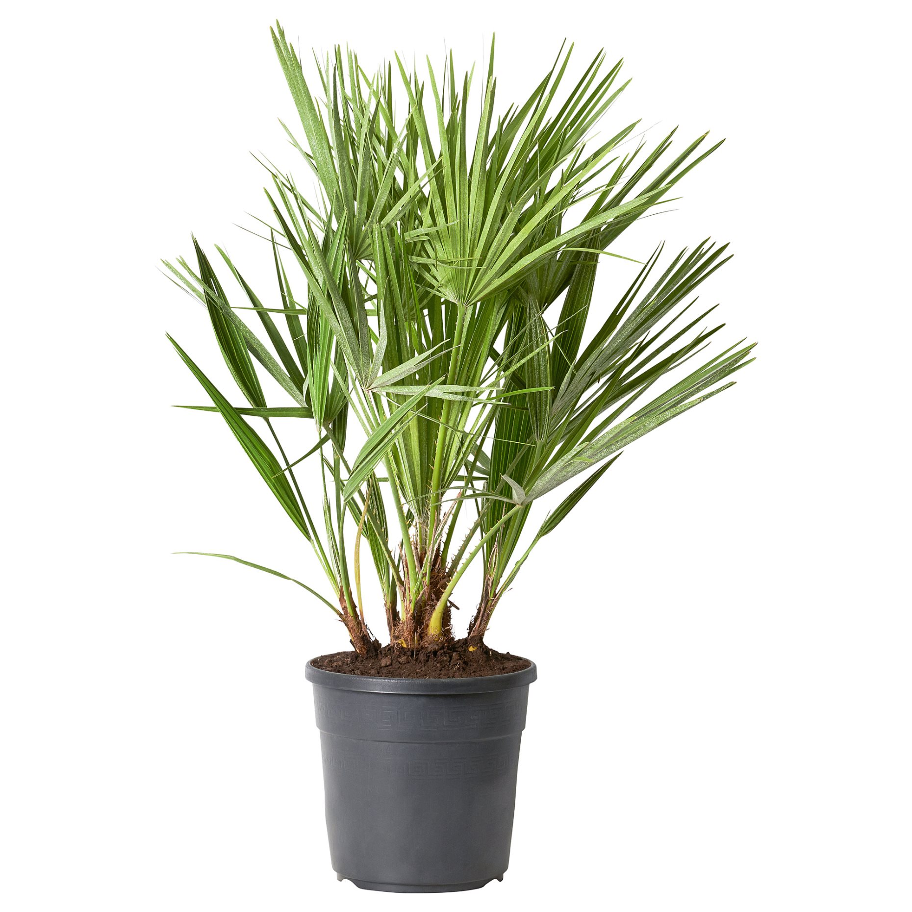 CHAMAEROPS HUMILIS, potted plant/Dwarf fan palm, 24 cm, 205.471.17