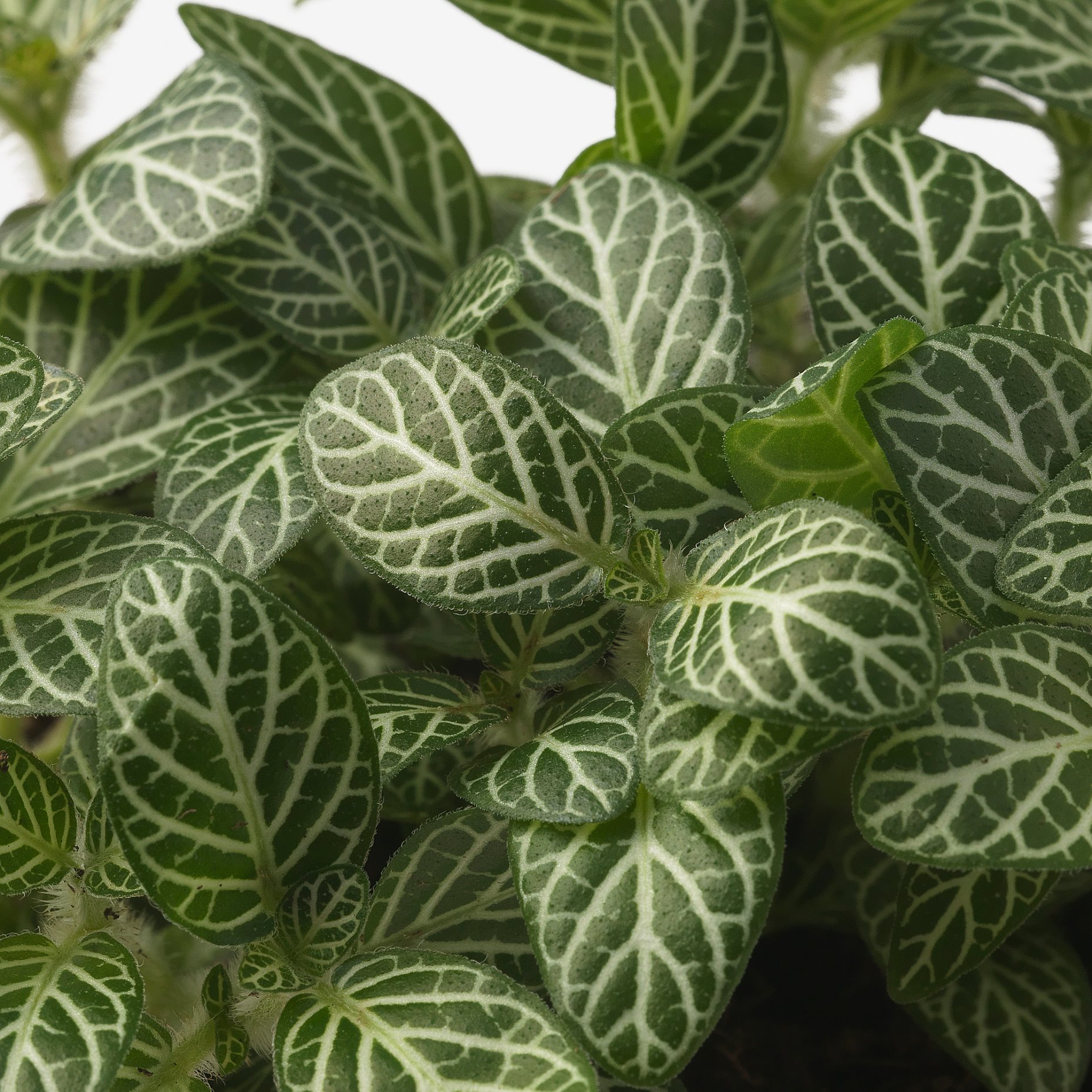 FITTONIA, potted plant/mosaic plant, 12 cm, 205.822.95