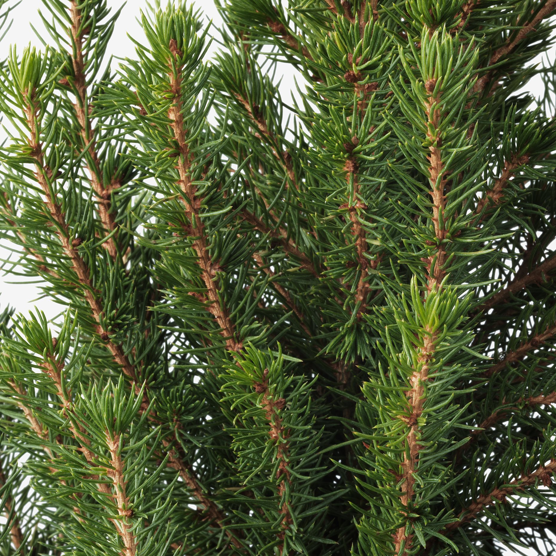 PICEA GLAUCA, φυτό σε γλάστρα/Έλατο, 15 cm, 206.126.26