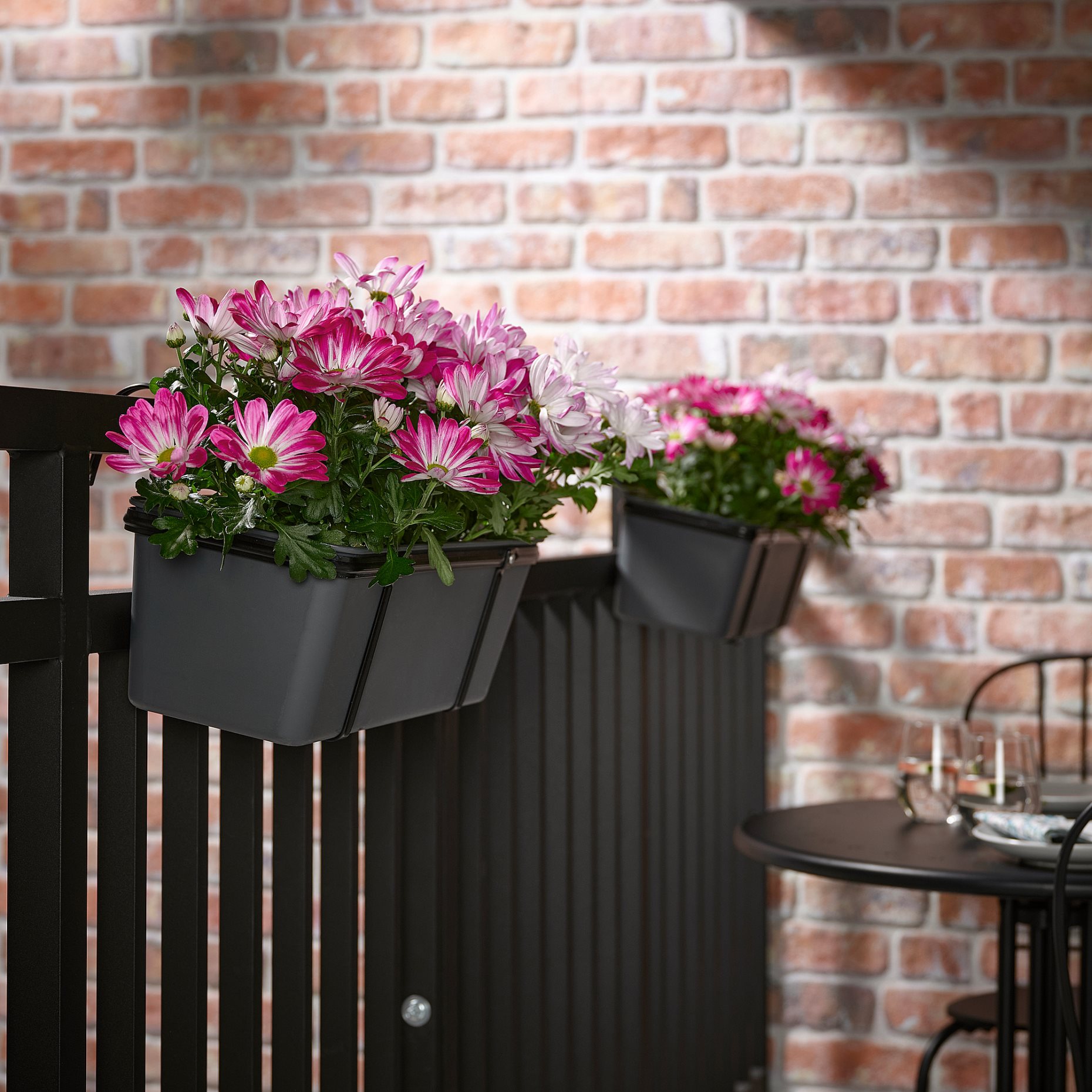 CHRYSANTHEMUM, potted plant/Chrysanthemum, 15 cm, 305.930.81