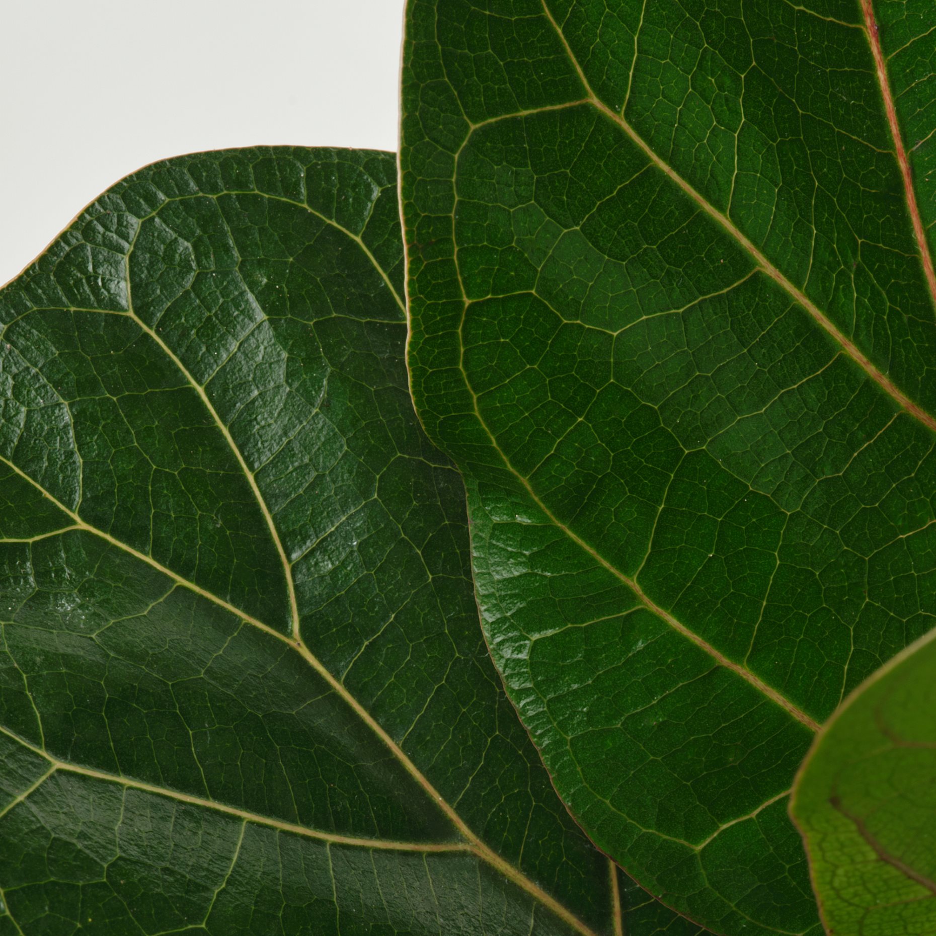 FICUS LYRATA, potted plant/Fiddle-leaf fig, 9 cm, 305.986.82