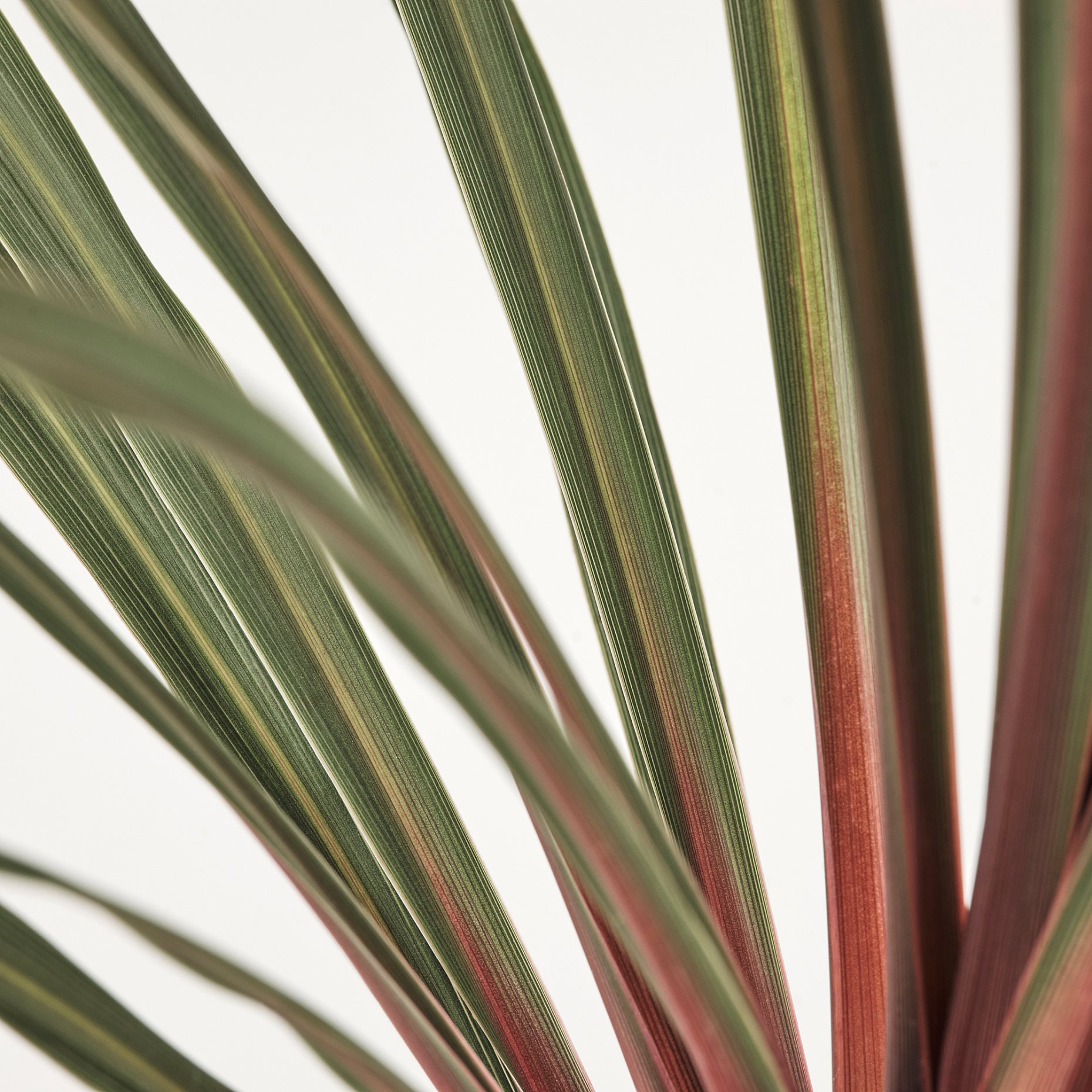 CORDYLINE INDIV, potted plant/Mountain cabbage tree, 17 cm, 306.041.31