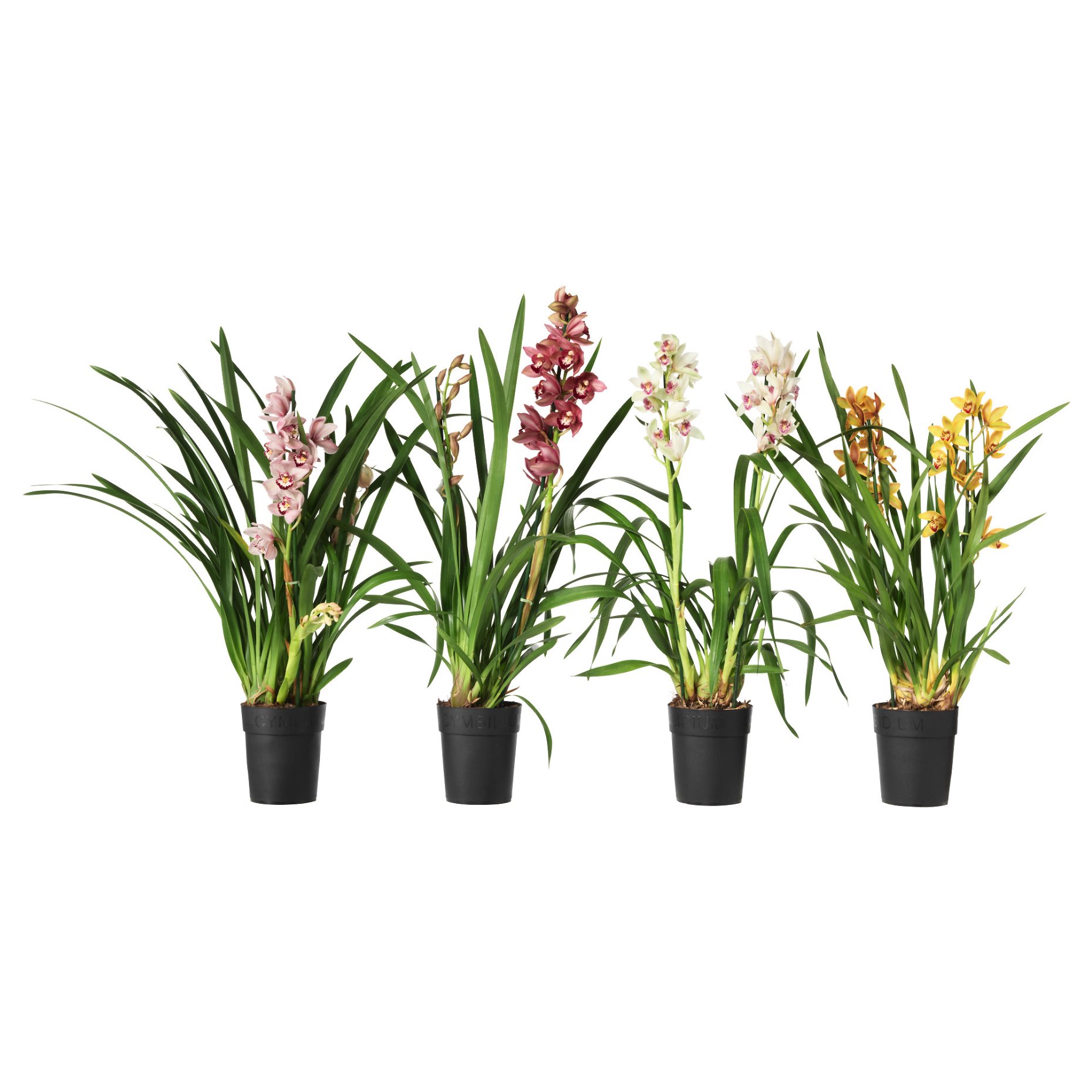CYMBIDIUM, φυτό σε γλάστρα/Ορχιδέα, 12 cm, 306.126.02