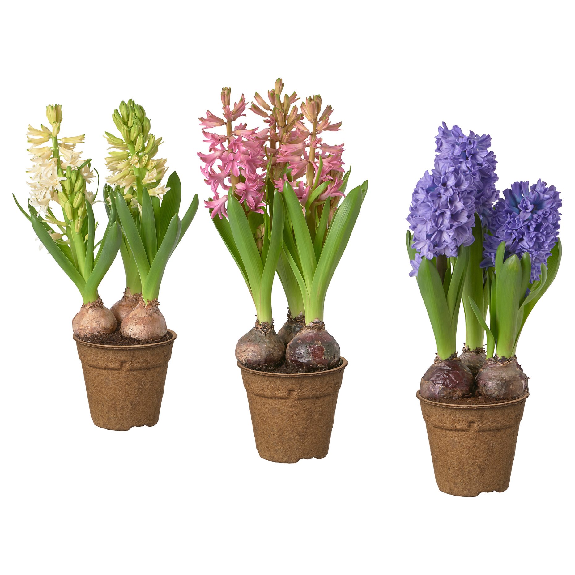 HYACINTHUS, potted plant, 12 cm, 306.127.63