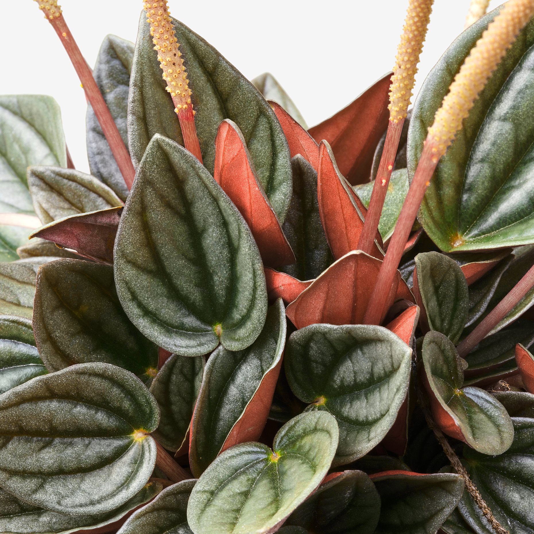 PEPEROMIA, potted plant, 12 cm, 405.751.28