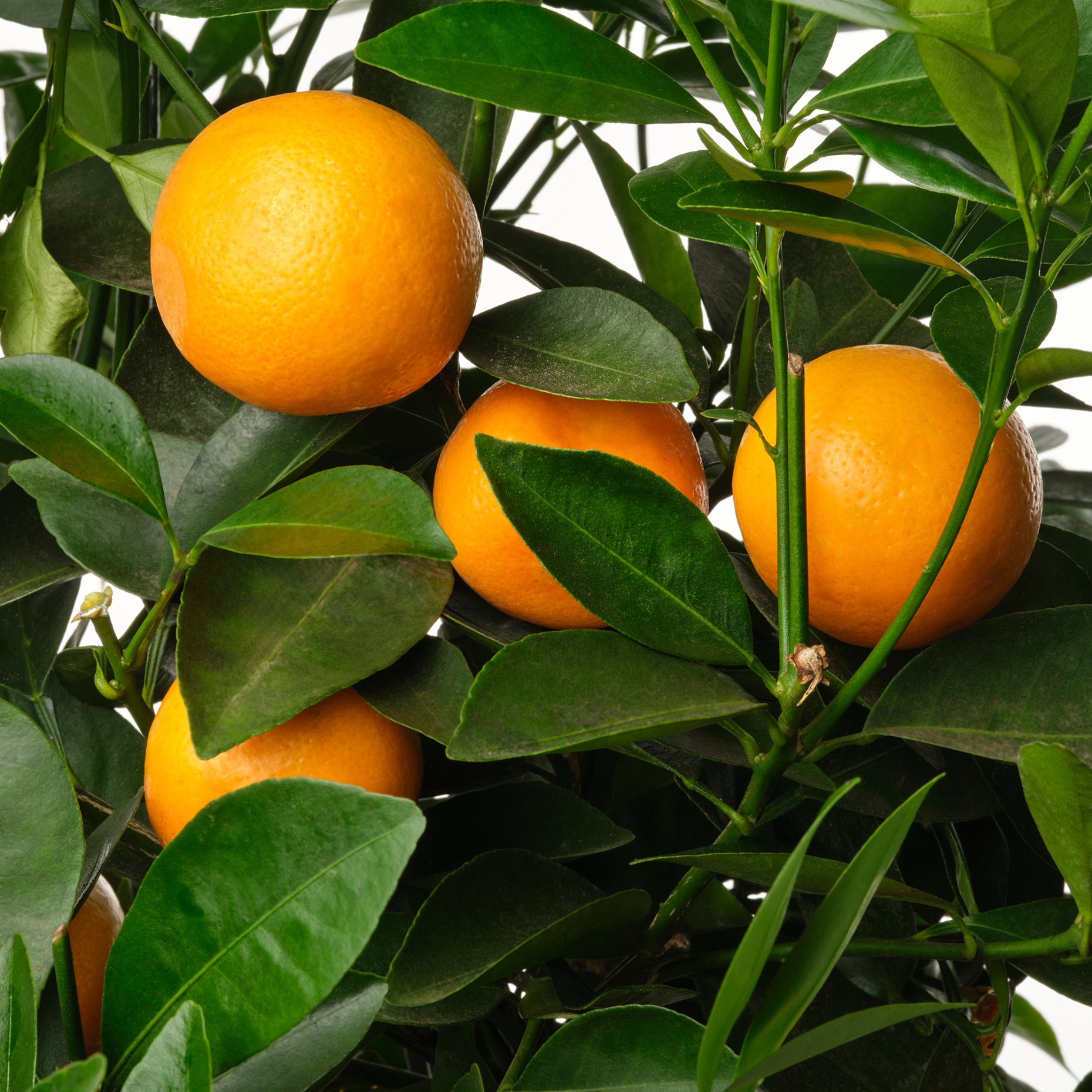 CITRUS, potted plant/Lemon tree, 19 cm, 405.935.61