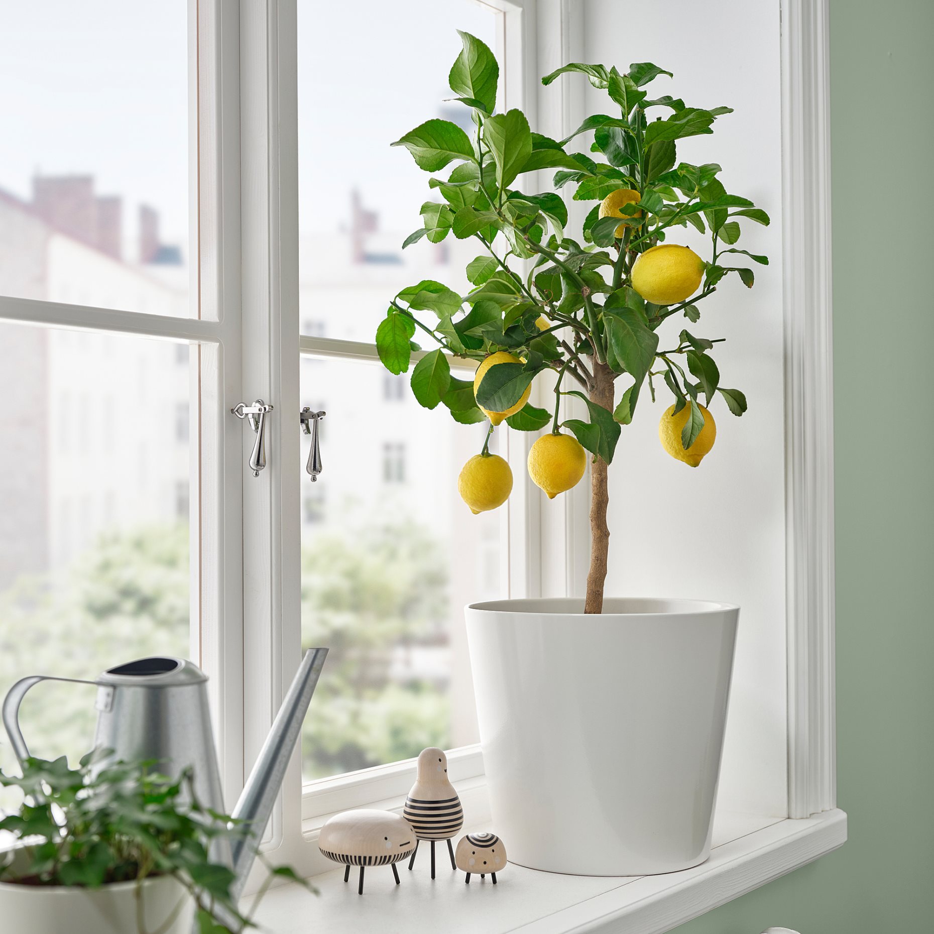 CITRUS, potted plant/Lemon tree, 19 cm, 405.935.61