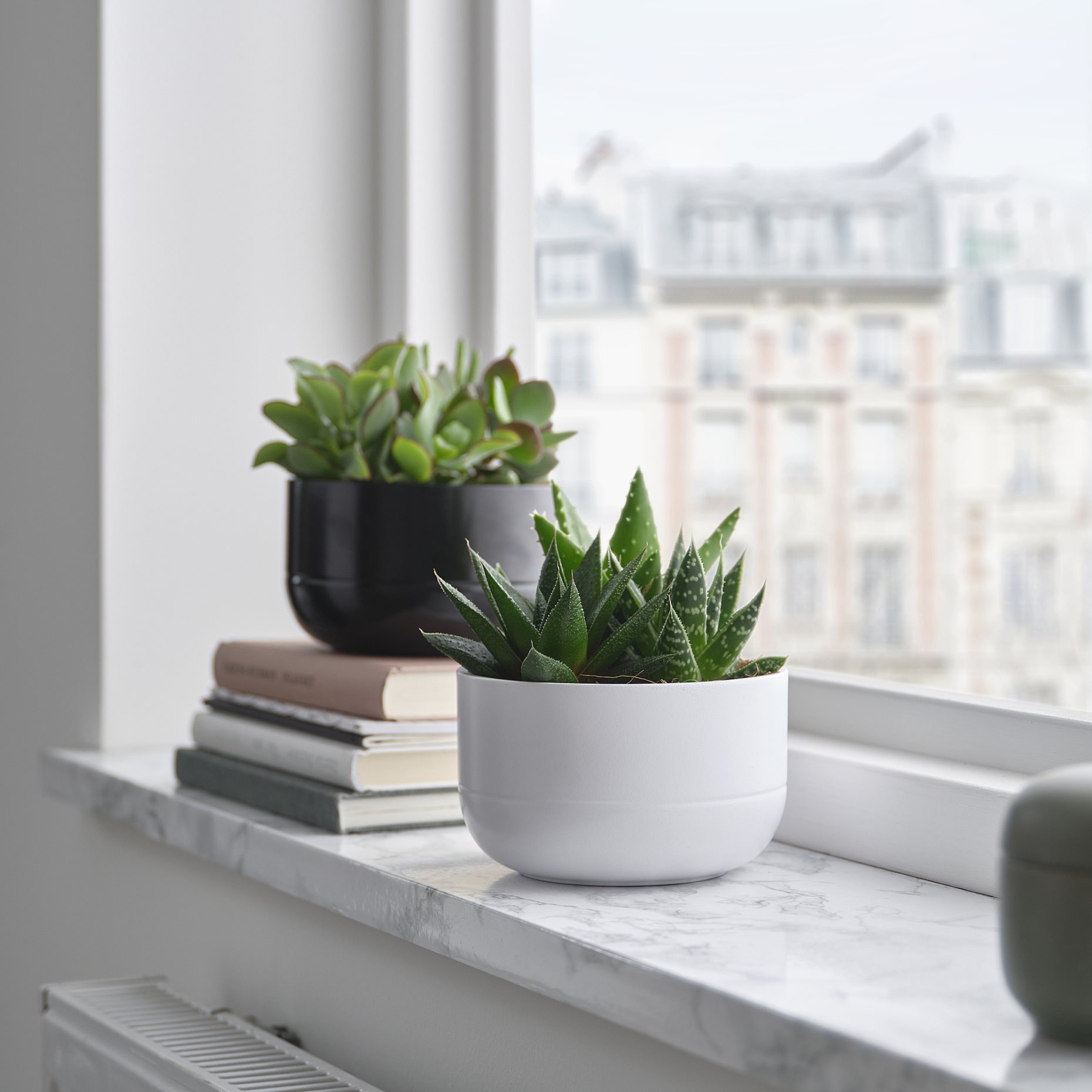 SUCCULENT, potted plant/Succulent, 14 cm, 405.986.86