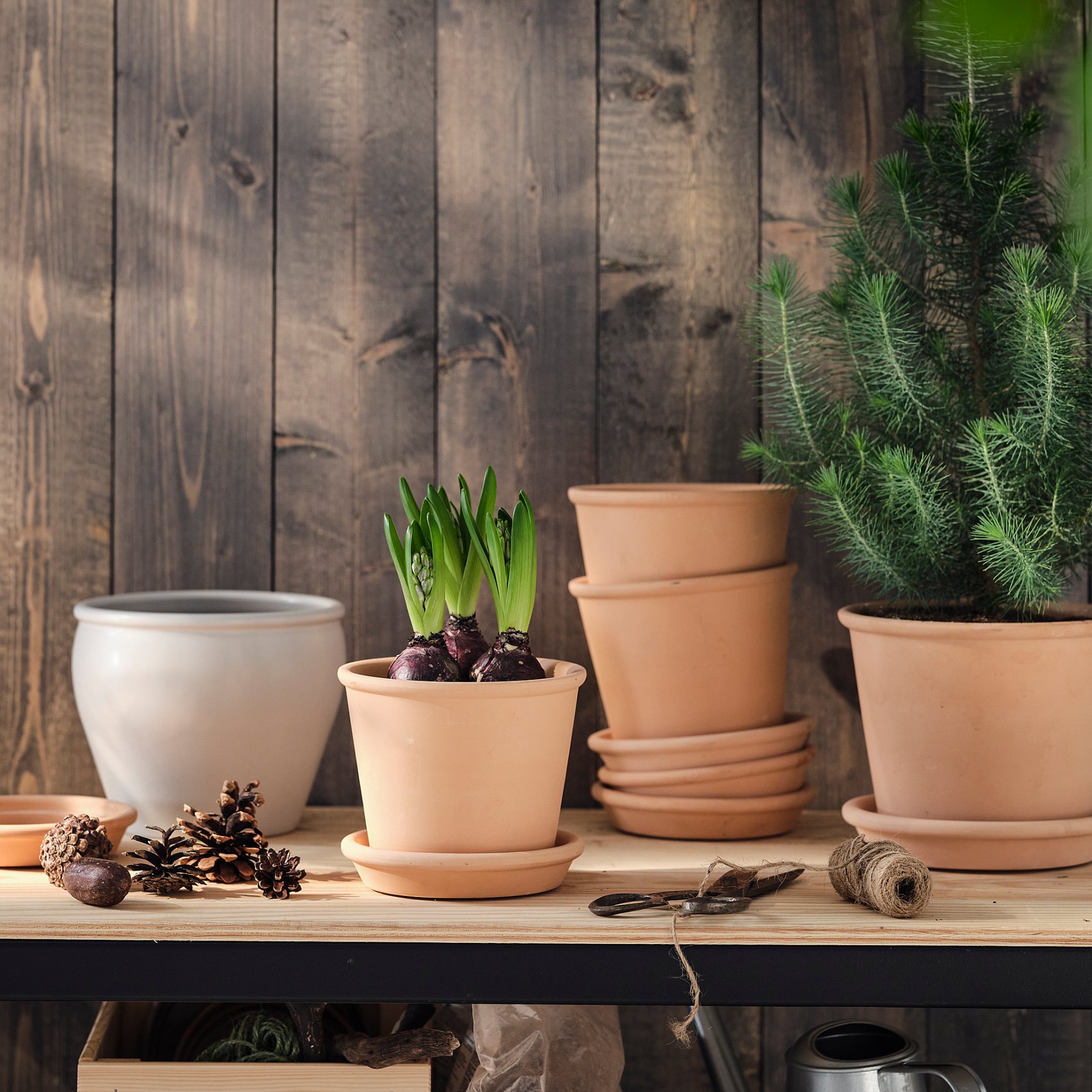 HYACINTHUS, potted plant/3 bulbs Hyacinth, 12 cm, 406.126.25