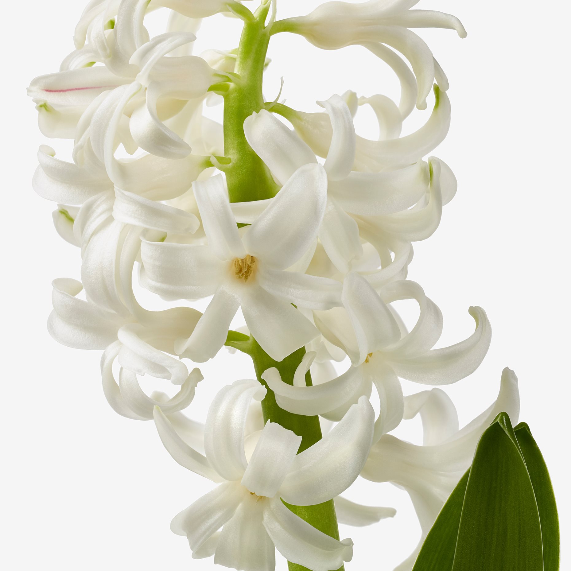 HYACINTHUS, potted plant/3 bulbs Hyacinth, 12 cm, 406.126.25