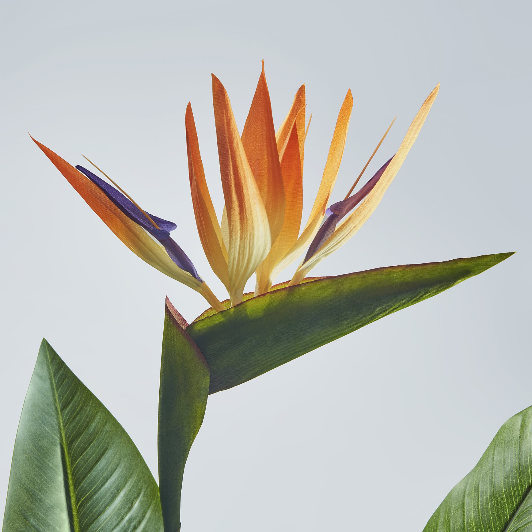 FEJKA, artificial potted plant in/outdoor/Bird of paradise, 19 cm, 505.932.35