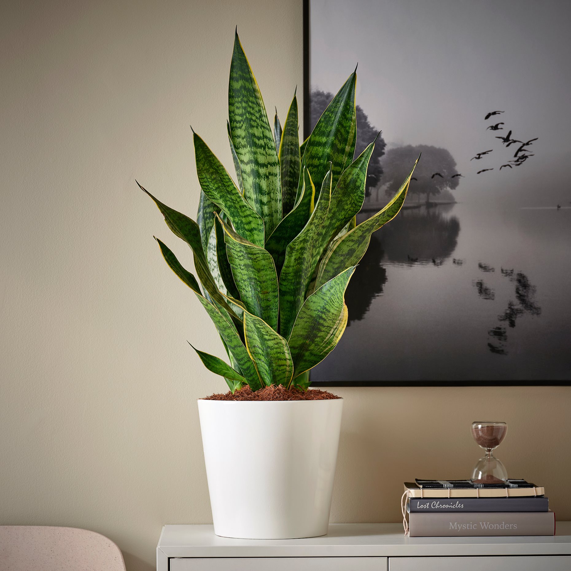 SANSEVIERIA, φυτό σε γλάστρα, 21 cm, 505.975.49