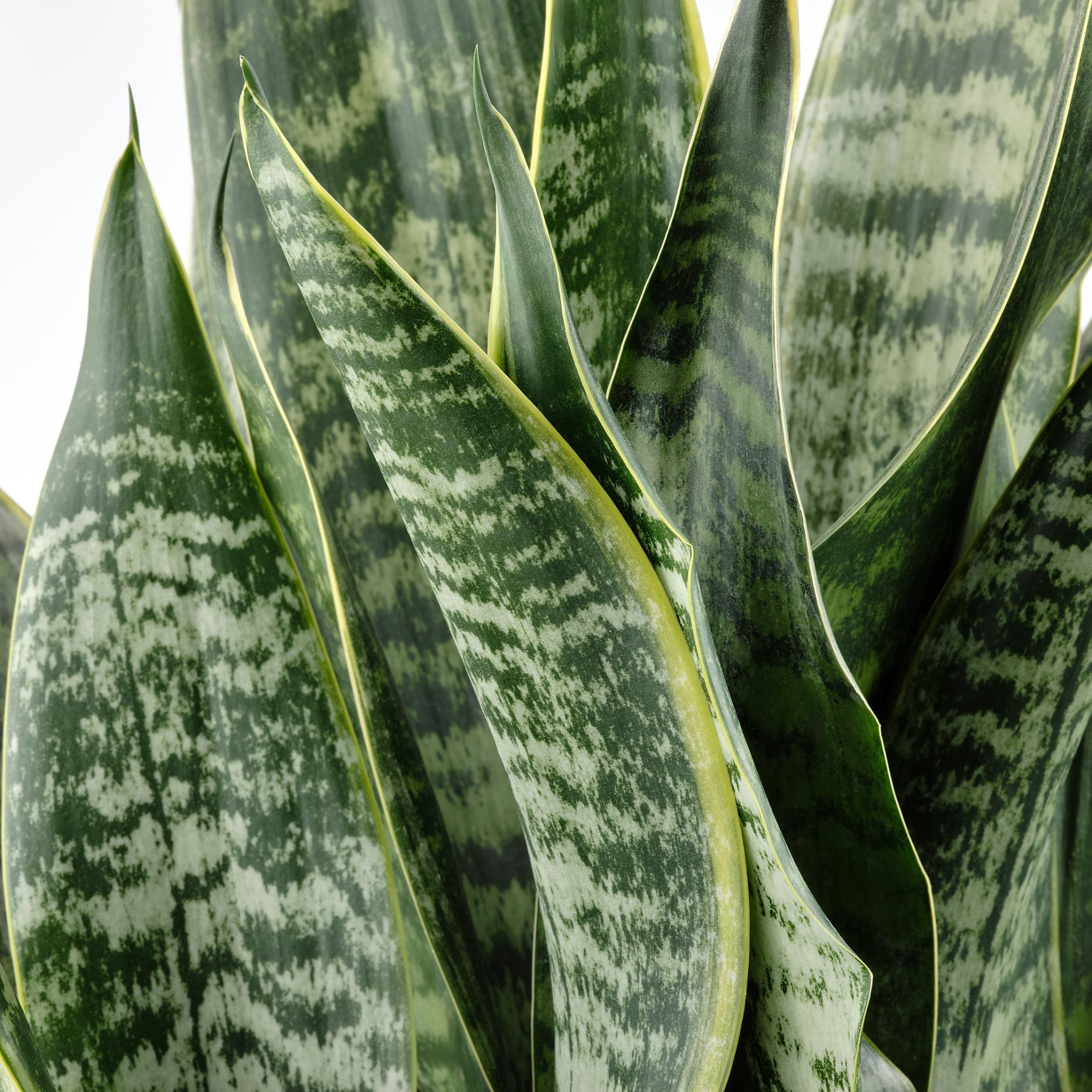 SANSEVIERIA, φυτό σε γλάστρα, 21 cm, 505.975.49