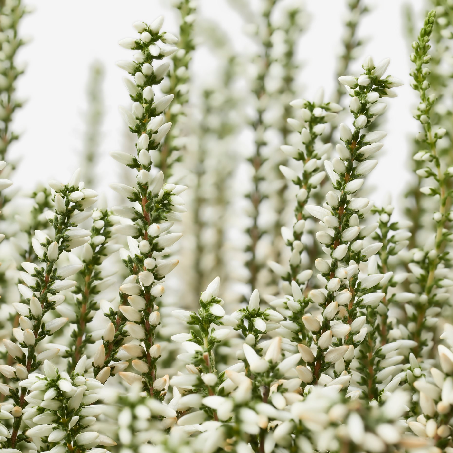 CALLUNA, potted plant/heather, 13 cm, 506.041.30