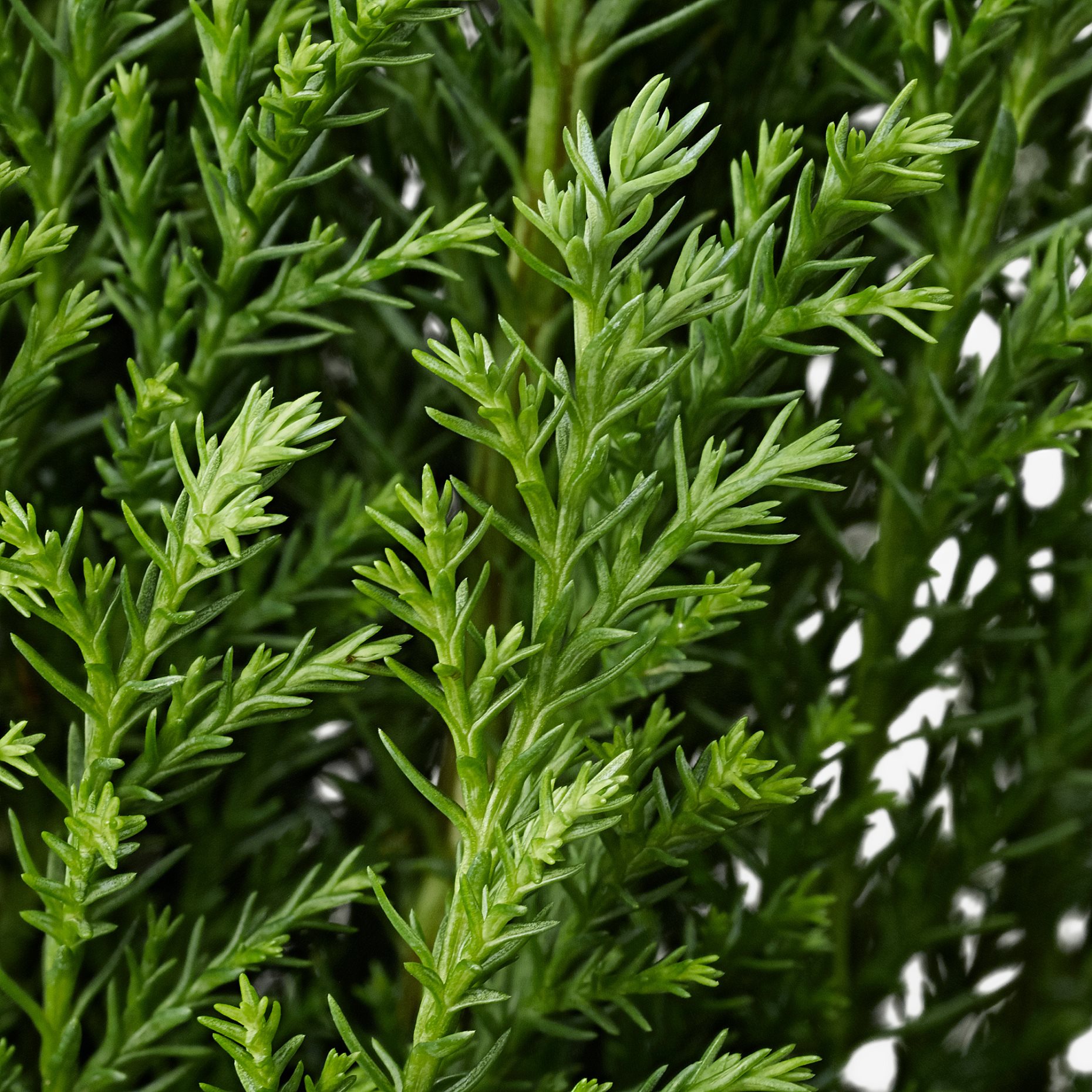 CHAMAECYPARIS, potted plant/False cypress, 10.5 cm, 506.126.01