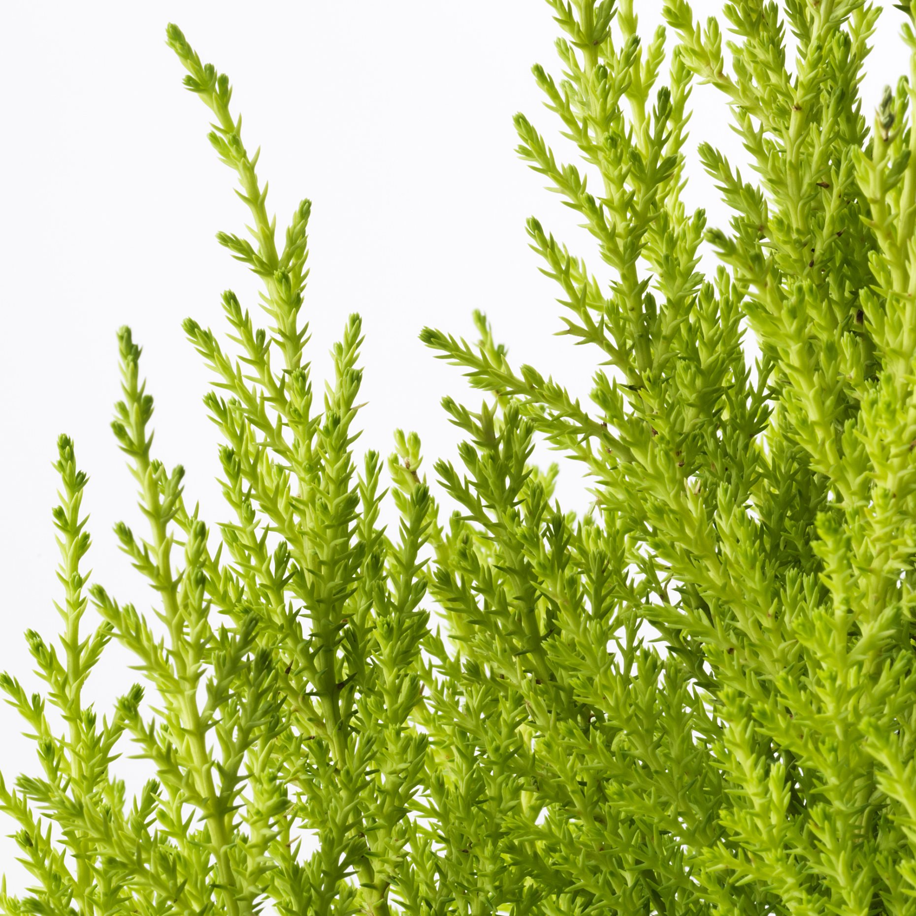 CUPRESSUS, potted plant/cypress, 24 cm, 506.127.62