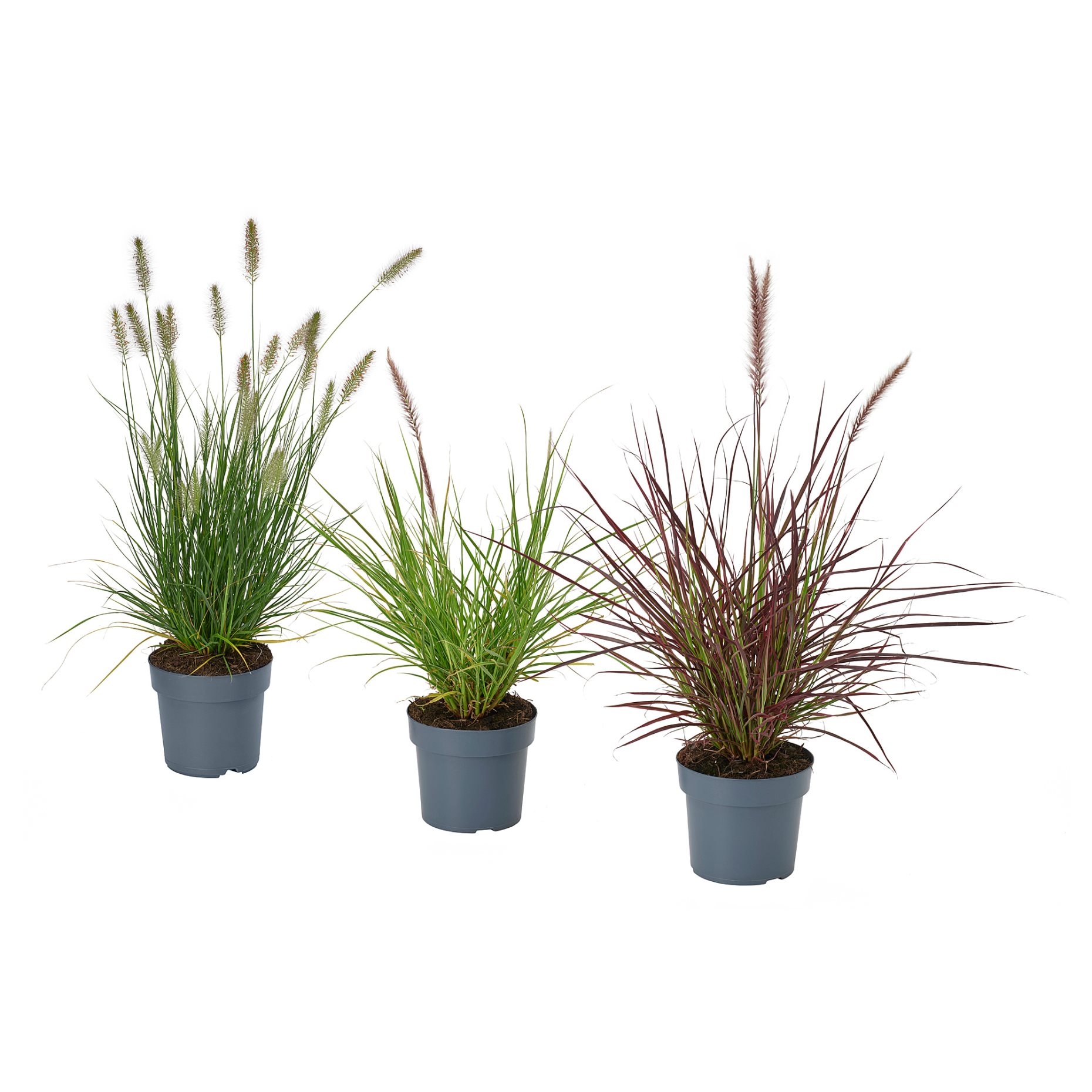 PENNISETUM, potted plant/fountain grass, 17 cm, 605.923.82