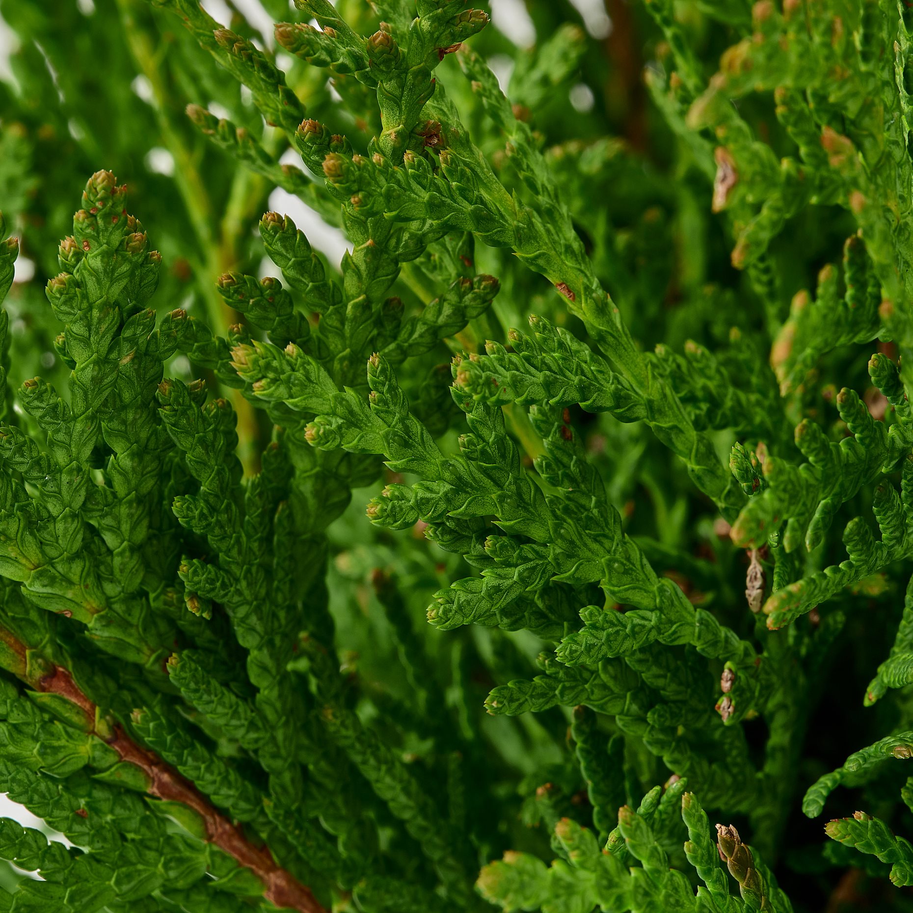 BARRTRÄD, φυτό σε γλάστρα/Αειθαλές, 14 cm, 606.041.39