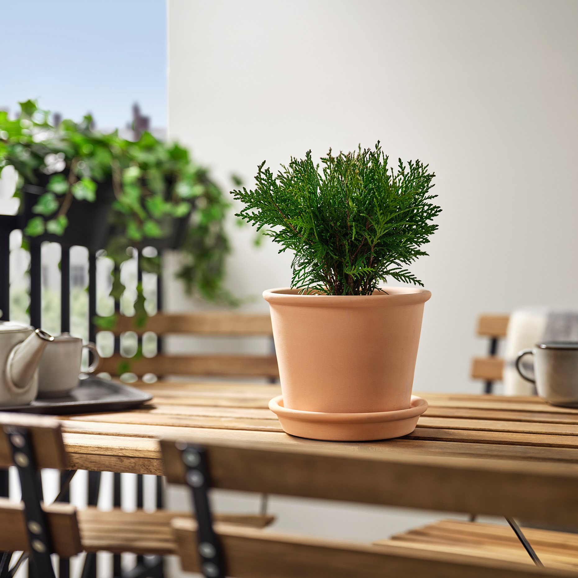 BARRTRÄD, φυτό σε γλάστρα/Αειθαλές, 14 cm, 606.041.39