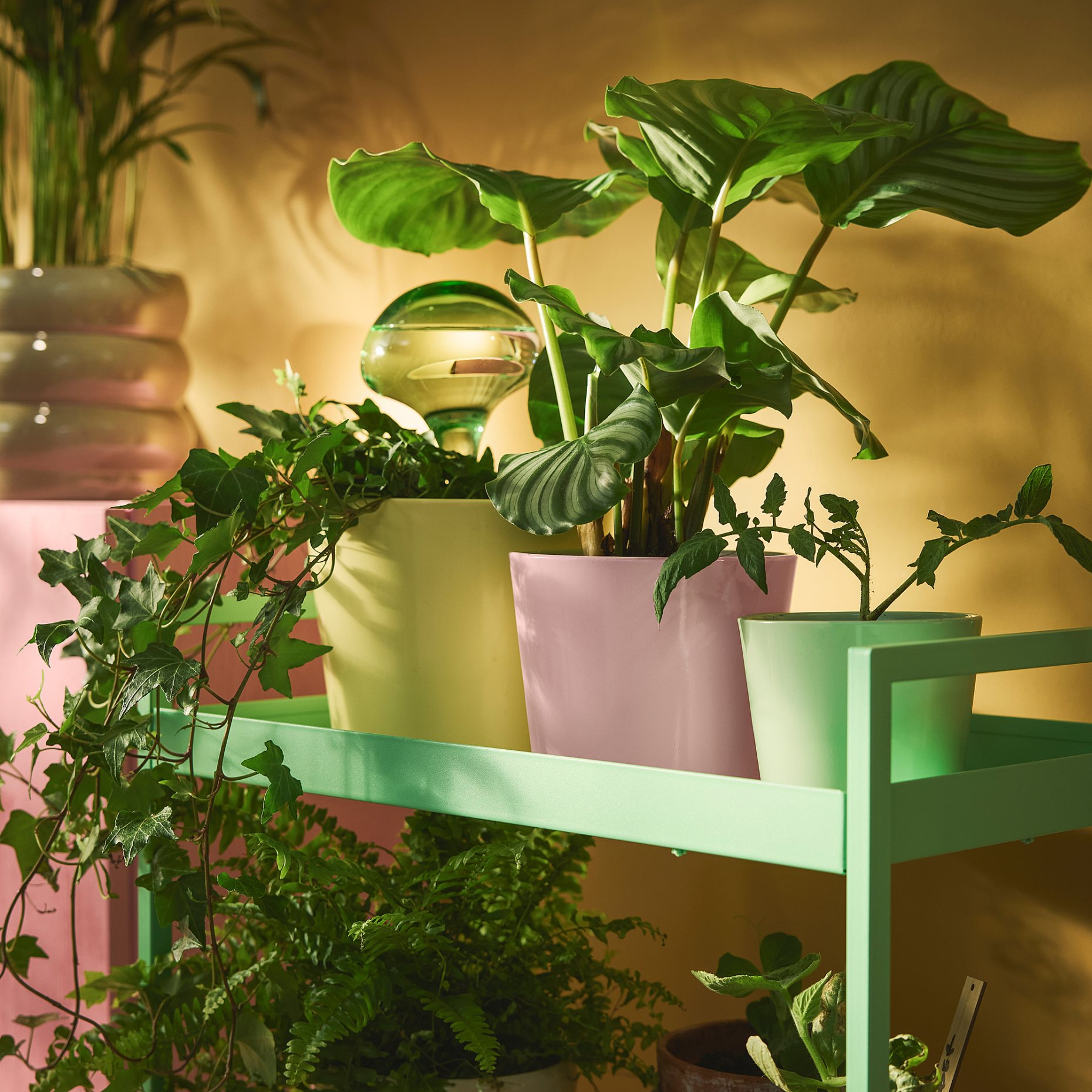 SOJABÖNA, plant pot, 12 cm, 606.119.41