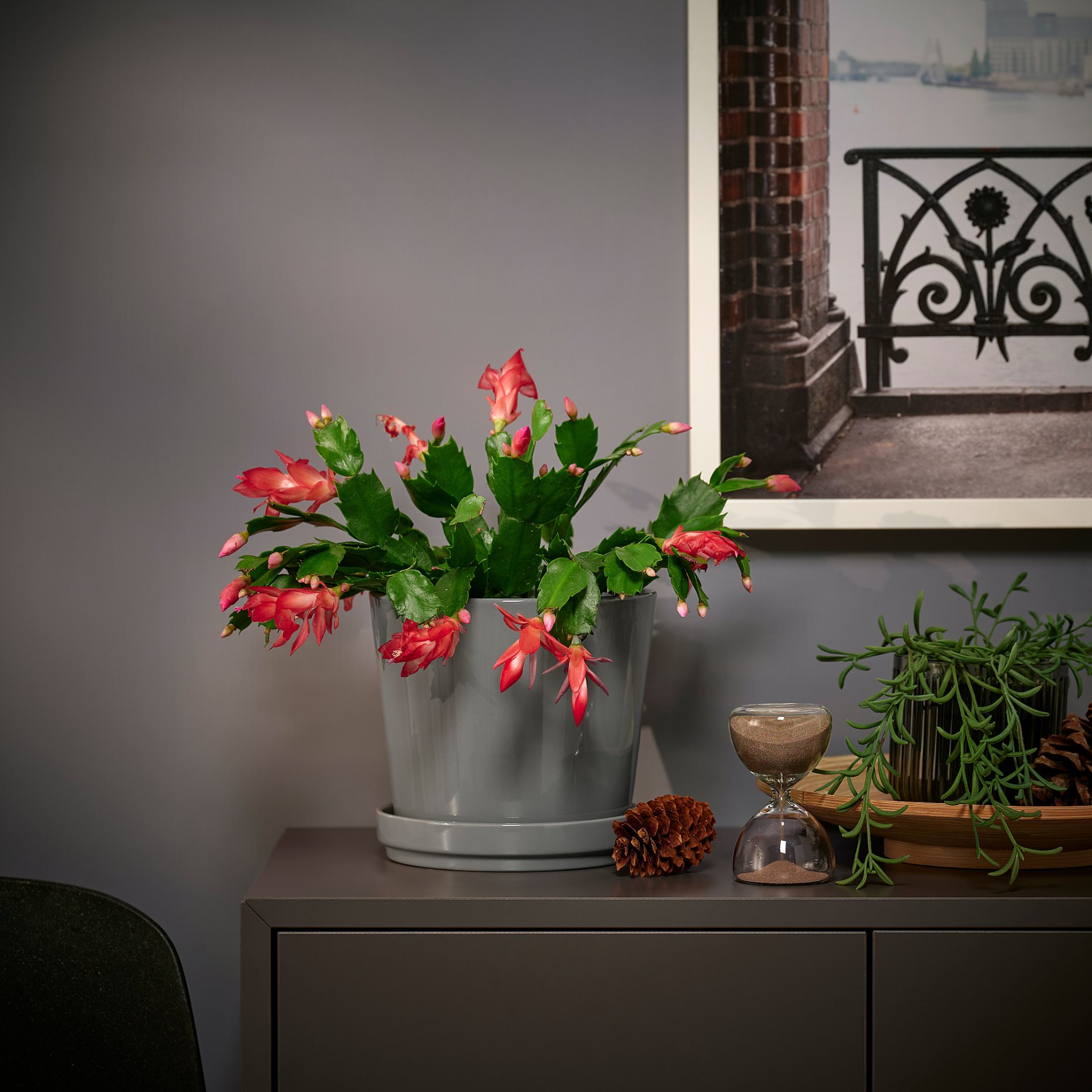SCHLUMBERGERA, φυτό σε γλάστρα/Χριστουγεννιάτικος κάκτος, 12 cm, 606.126.05