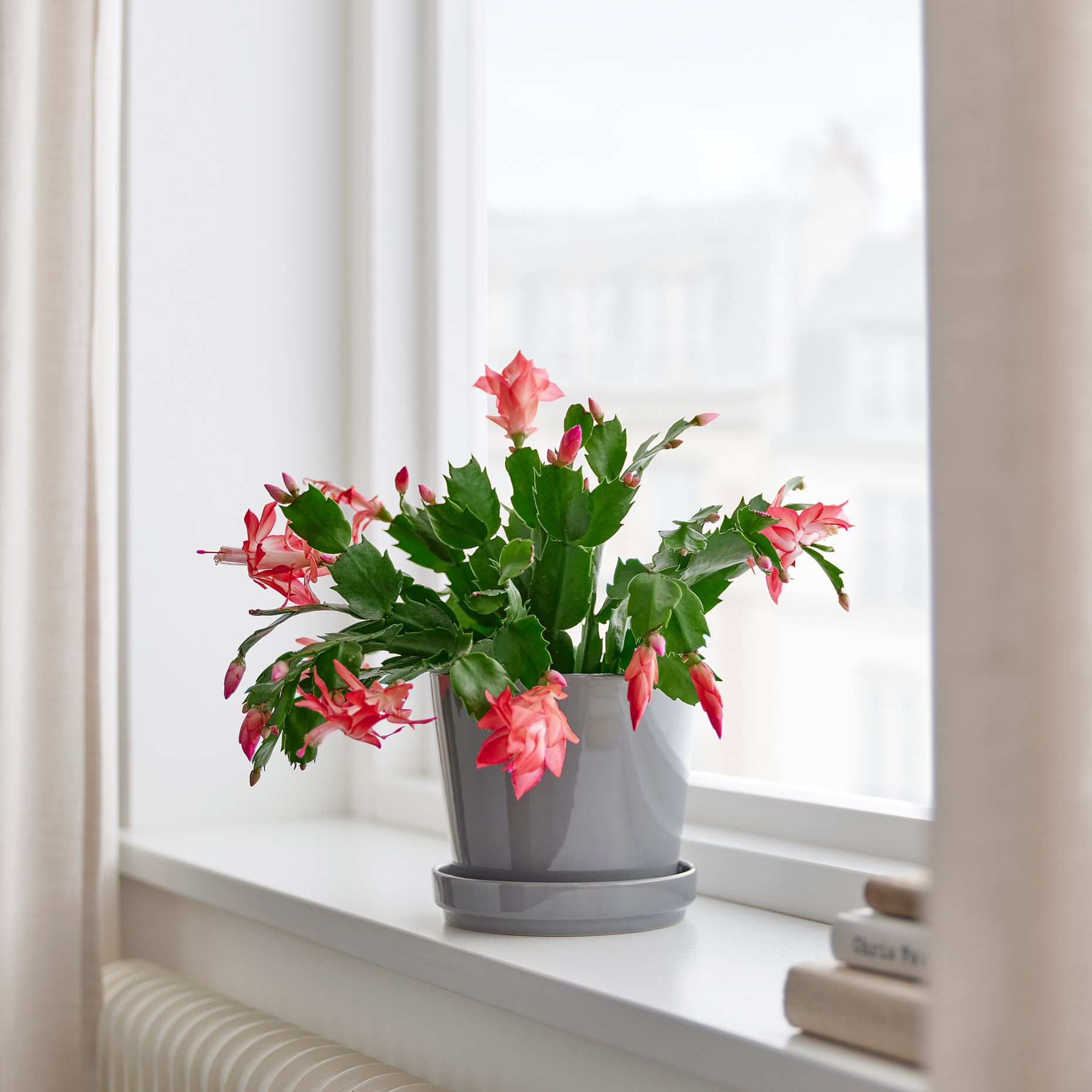 SCHLUMBERGERA, φυτό σε γλάστρα/Χριστουγεννιάτικος κάκτος, 12 cm, 606.126.05