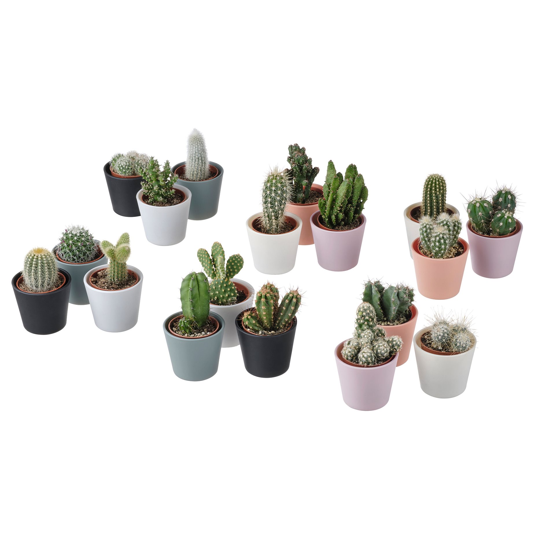 CACTACEAE, potted plant with pot,Cactus, 704.020.32