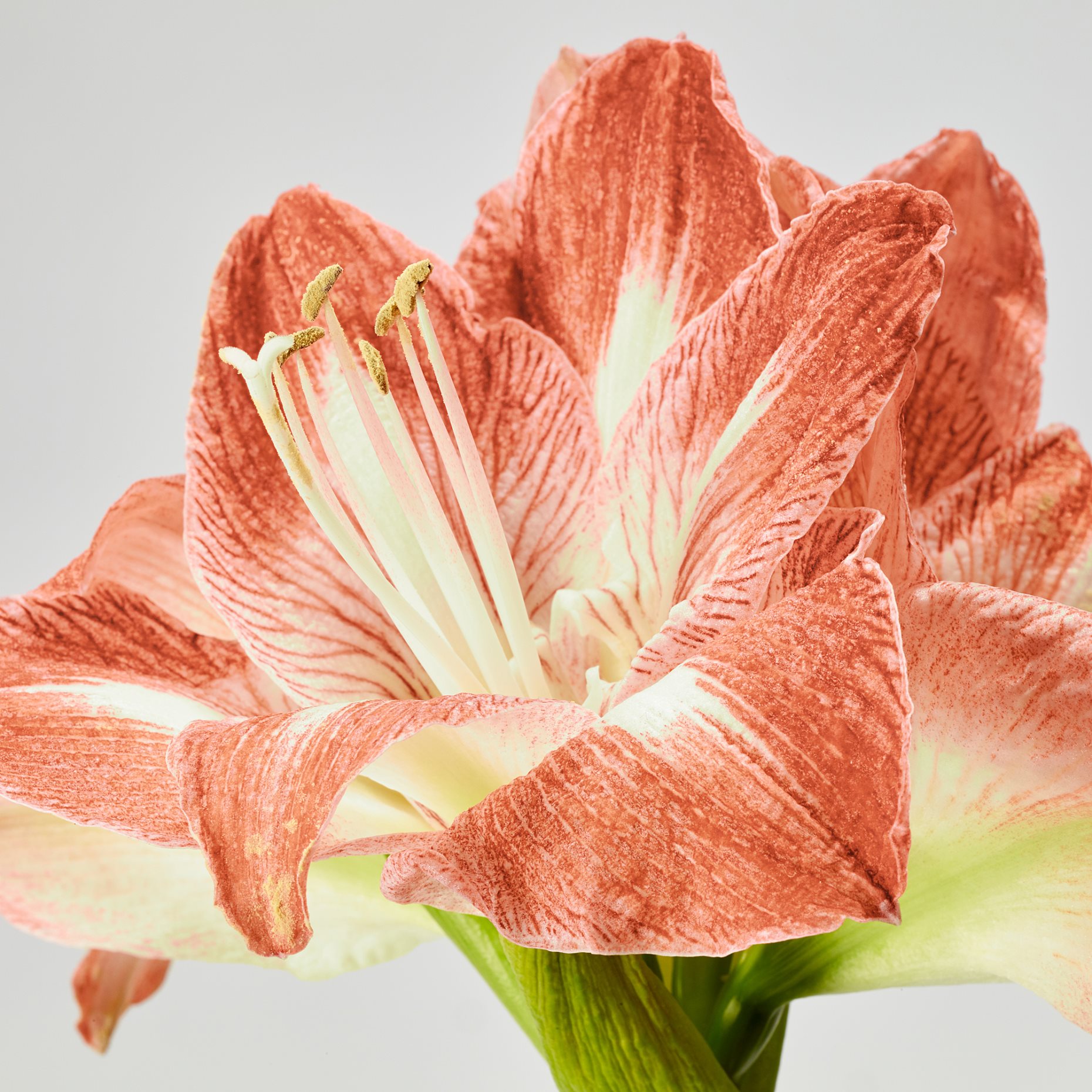 HIPPEASTRUM, potted plant/Amaryllis/2 buds, 13 cm, 706.126.24