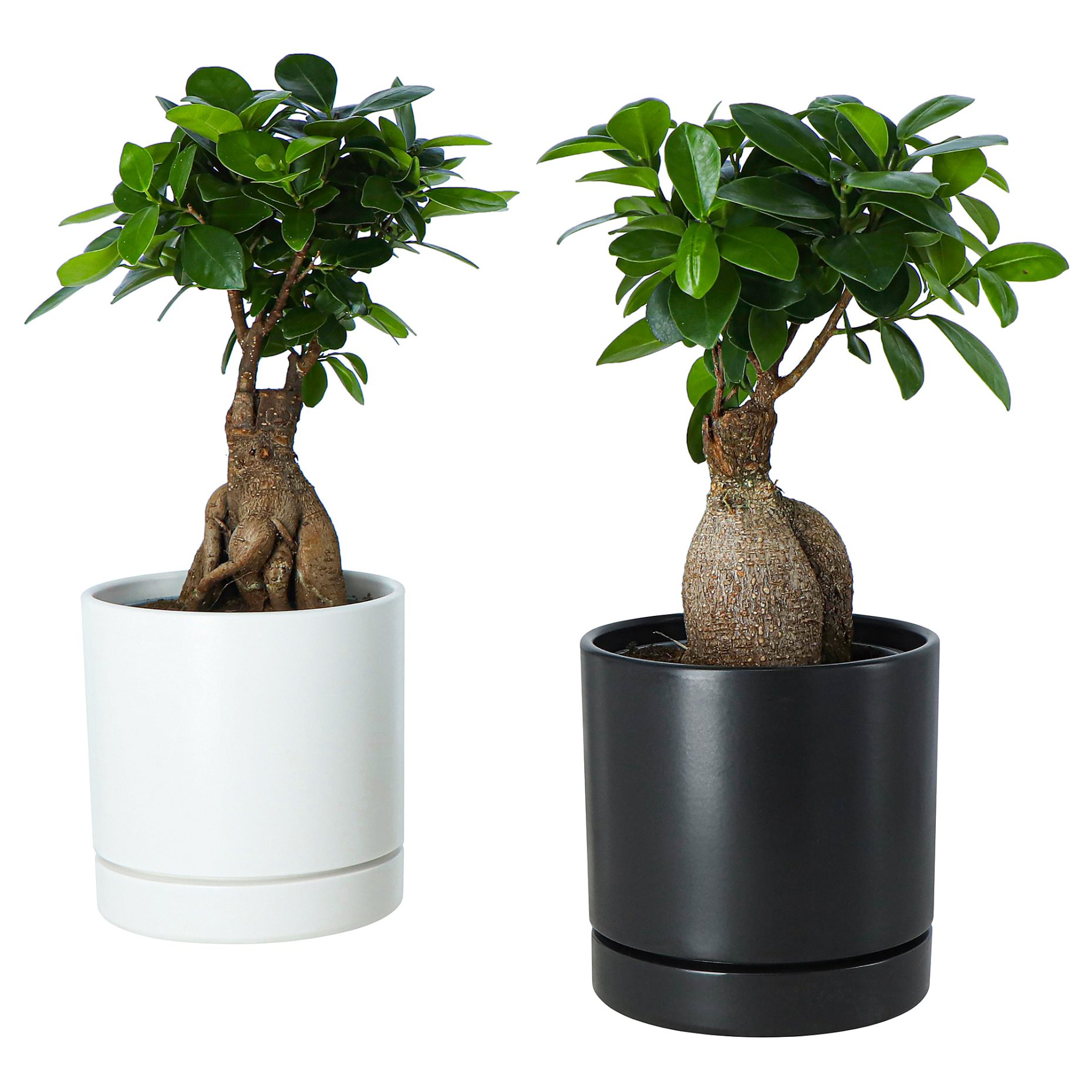FICUS, potted plant with pot/bonsai, 12 cm, 706.183.86
