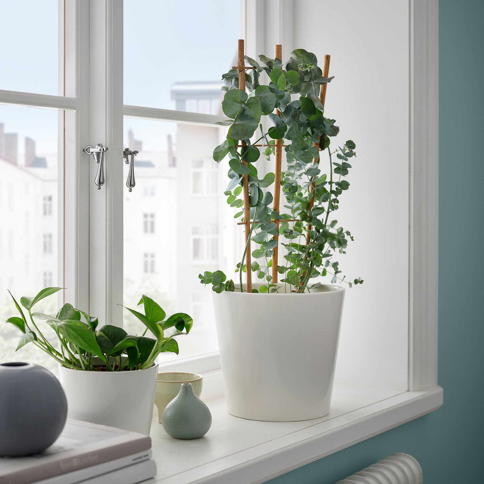EUCALYPTUS/ANTH, potted plant/eucalyptus, 17 cm, 806.041.38