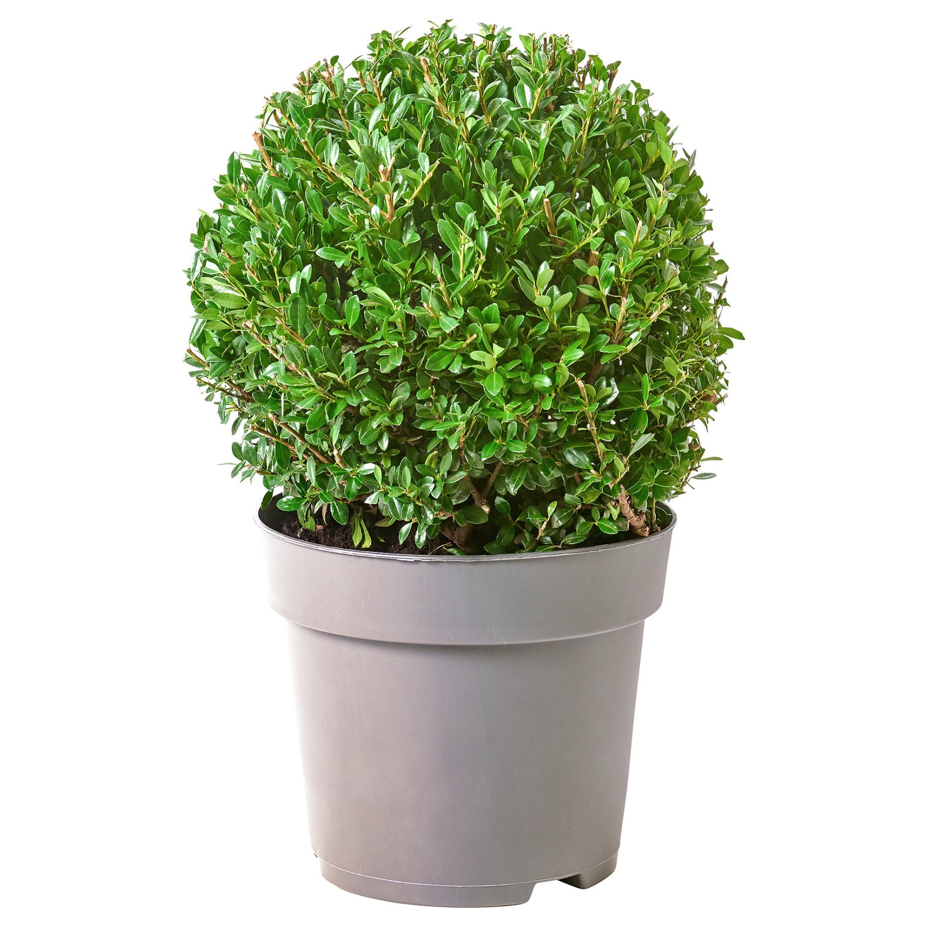 ILEX, potted plant/Box-leaved holly, 21 cm, 806.239.95