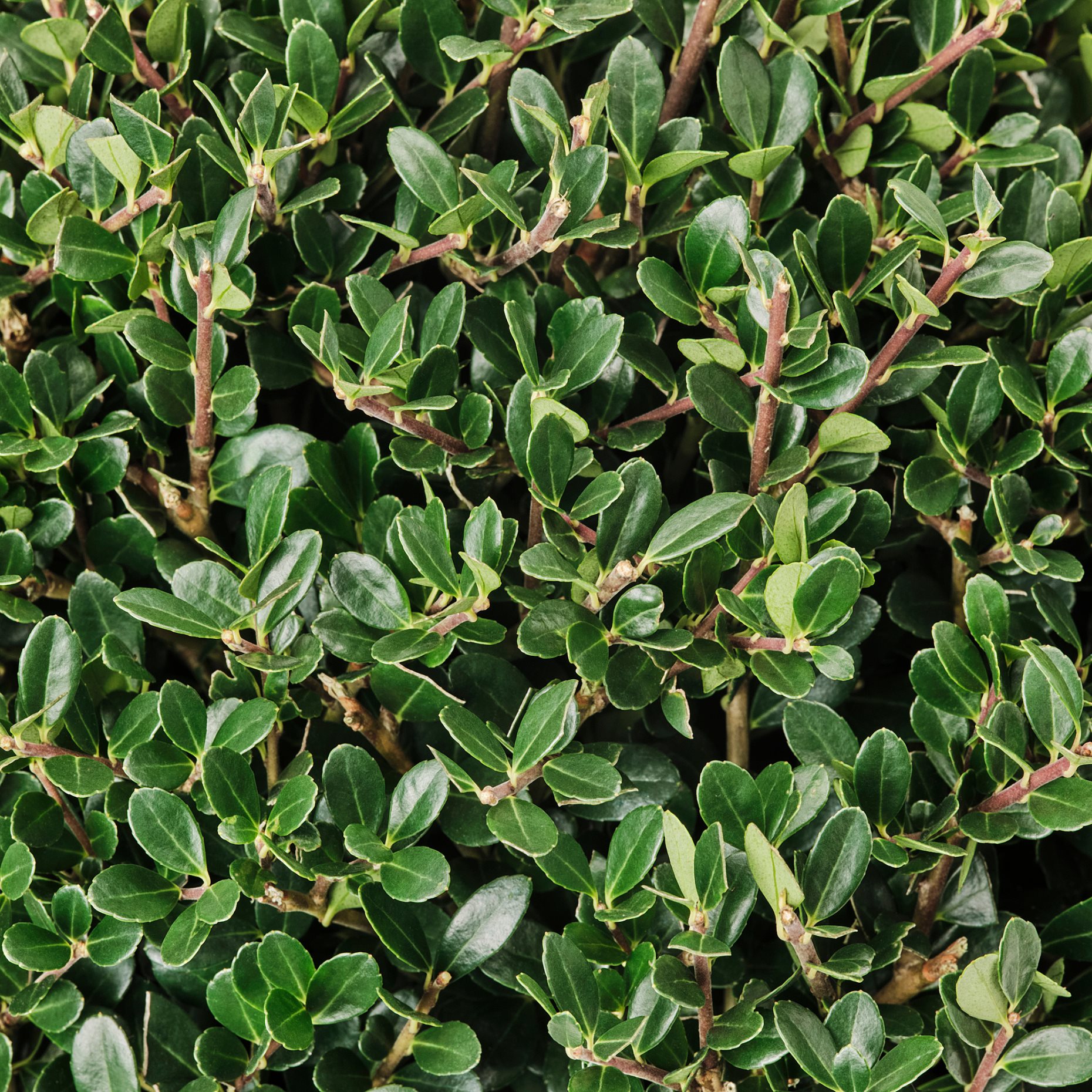 ILEX, potted plant/Box-leaved holly, 21 cm, 806.239.95