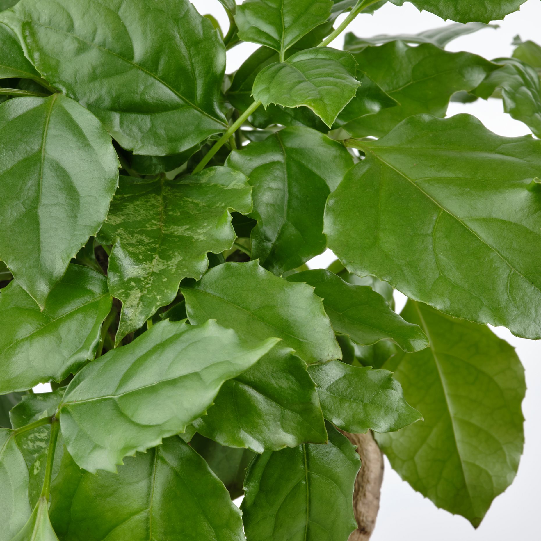 RADERMACHERA, φυτό σε γλάστρα με κασπό/φυτό Sinica, 14 cm, 905.532.80