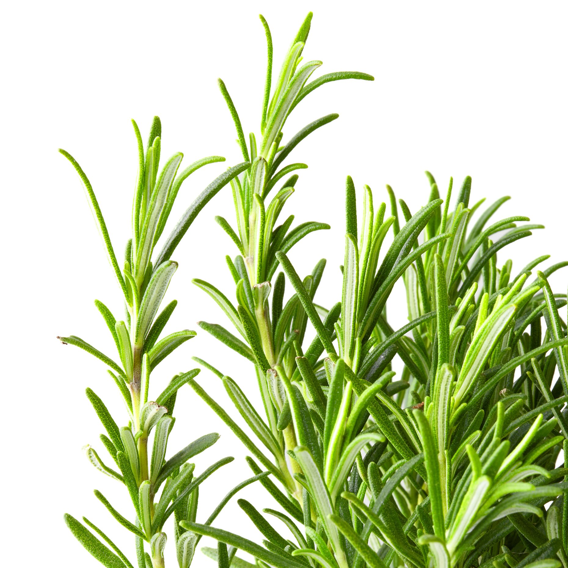 ROSMARINUS OFFICINALIS, φυτό σε γλάστρα/Δεντρολίβανο, 14 cm, 905.746.35