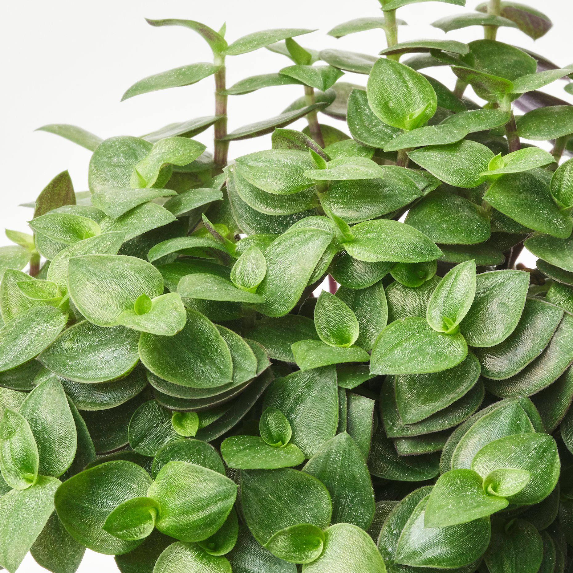 HIMALAYAMIX, φυτό σε γλάστρα, 6 cm, 905.748.95