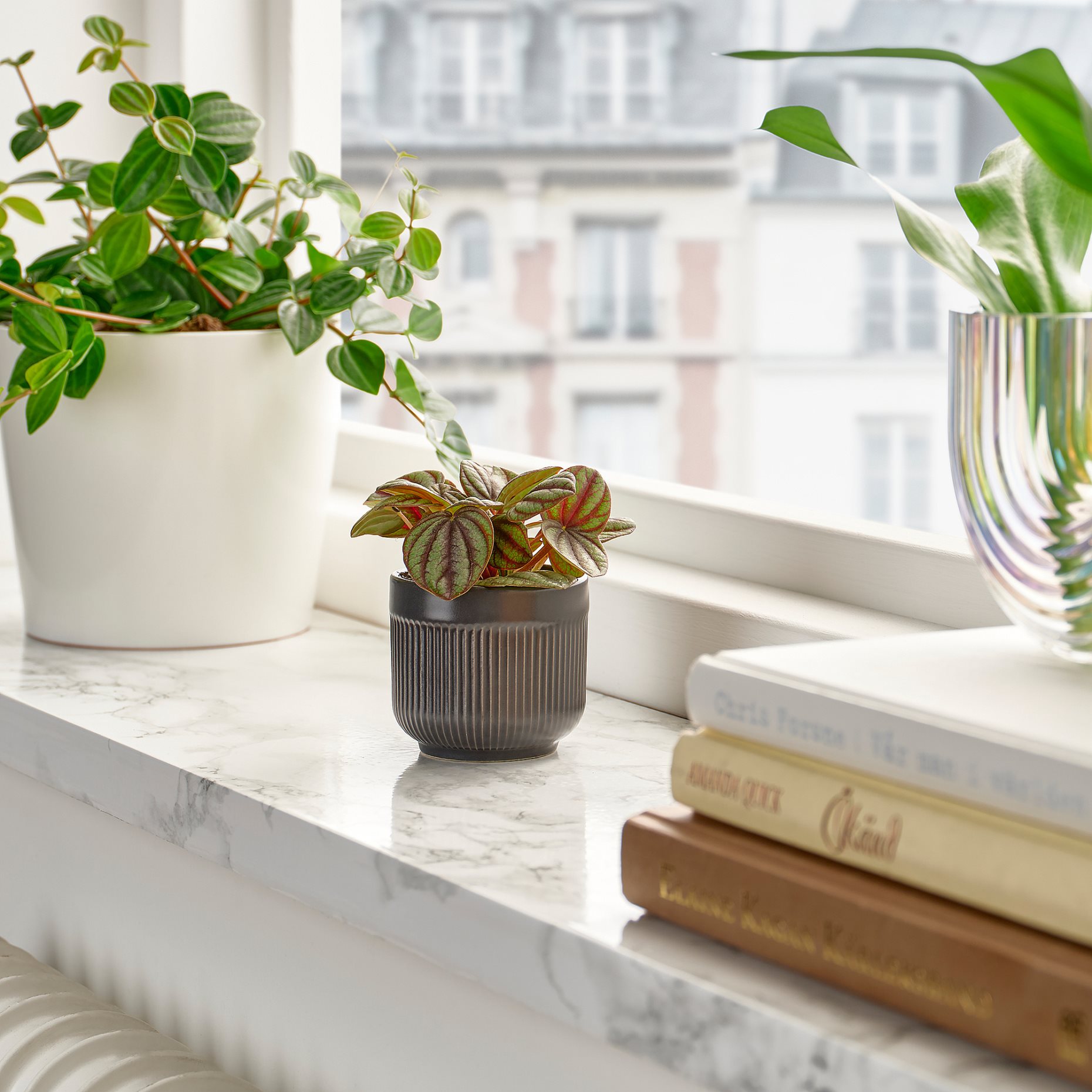 HIMALAYAMIX, φυτό σε γλάστρα, 6 cm, 905.748.95