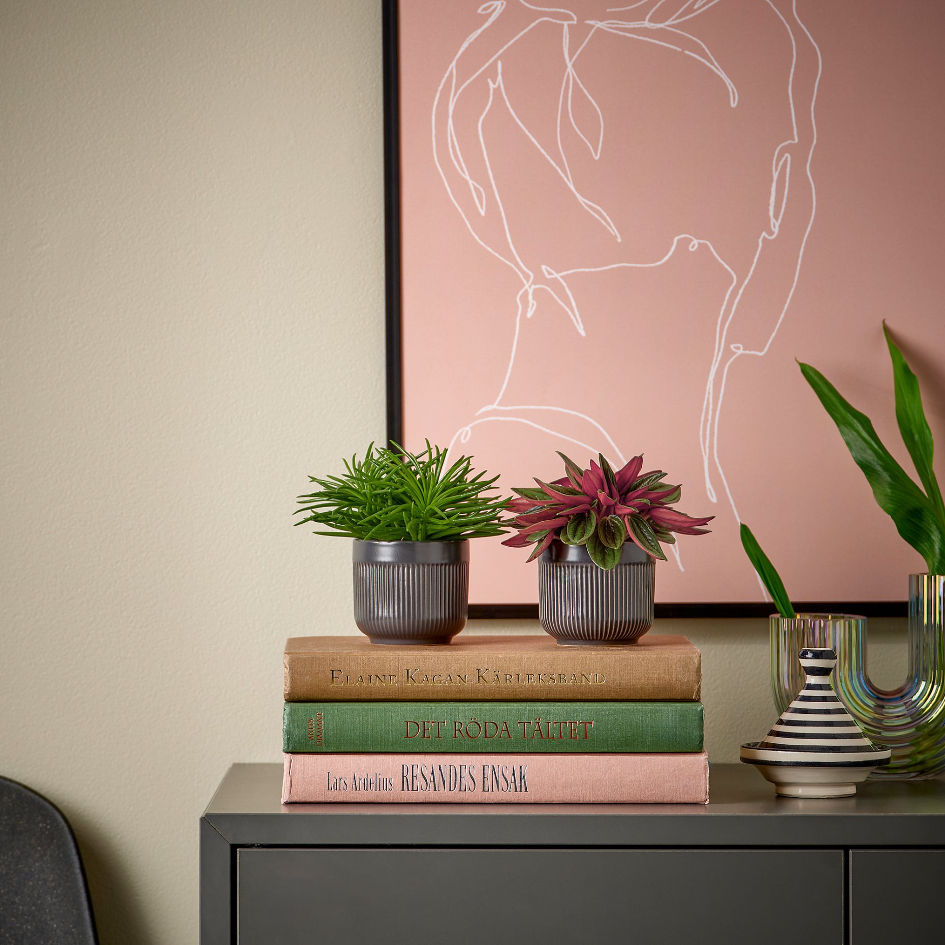 HIMALAYAMIX, φυτό σε γλάστρα, 6 cm, 905.748.95