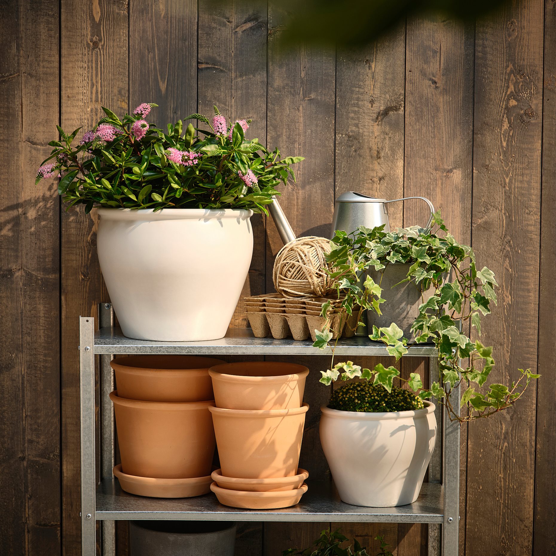 HEBE, potted plant/shrubby Veronica, 17 cm, 905.923.85