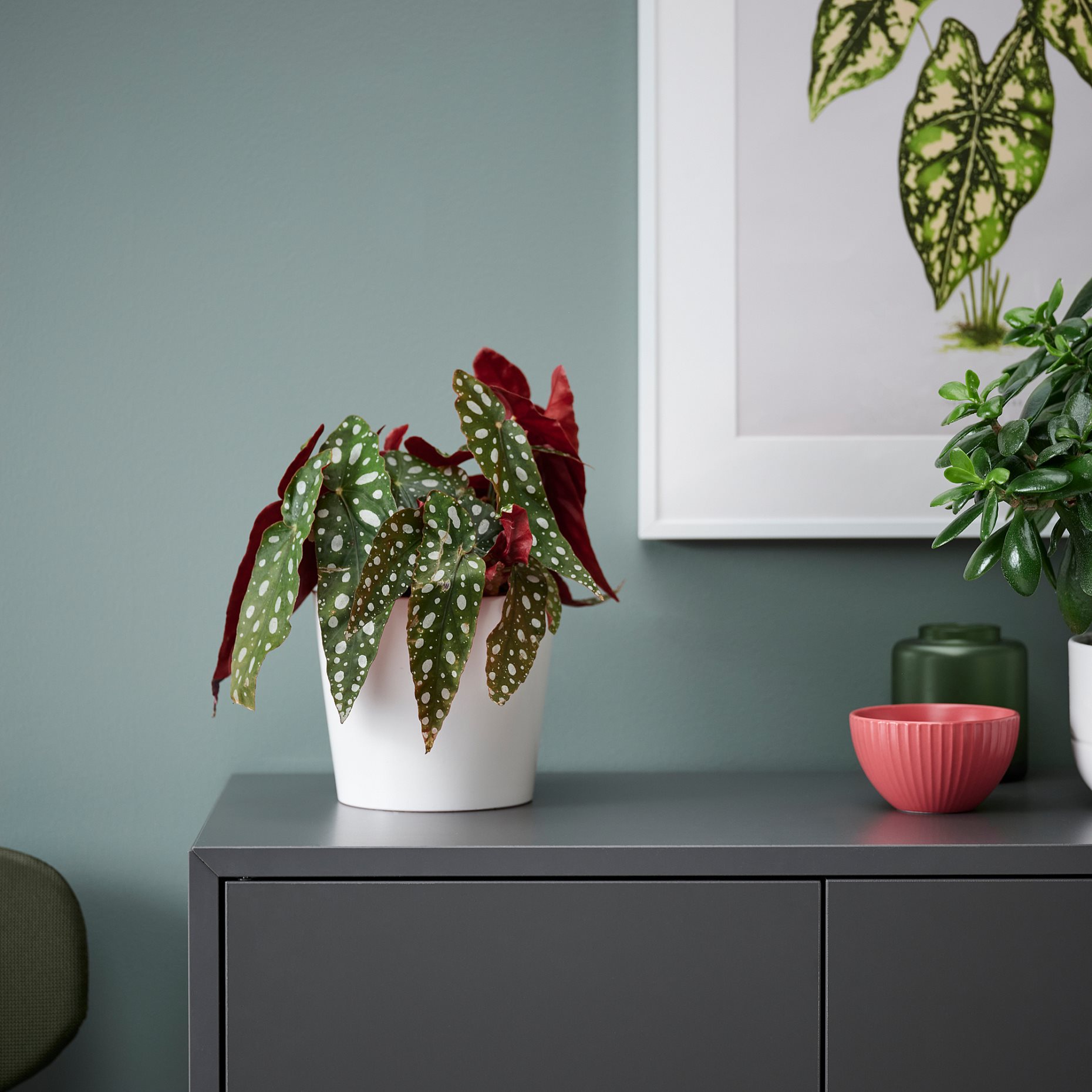 BEGONIA MACULATA, potted plant/spotted begonia, 12 cm, 905.982.31