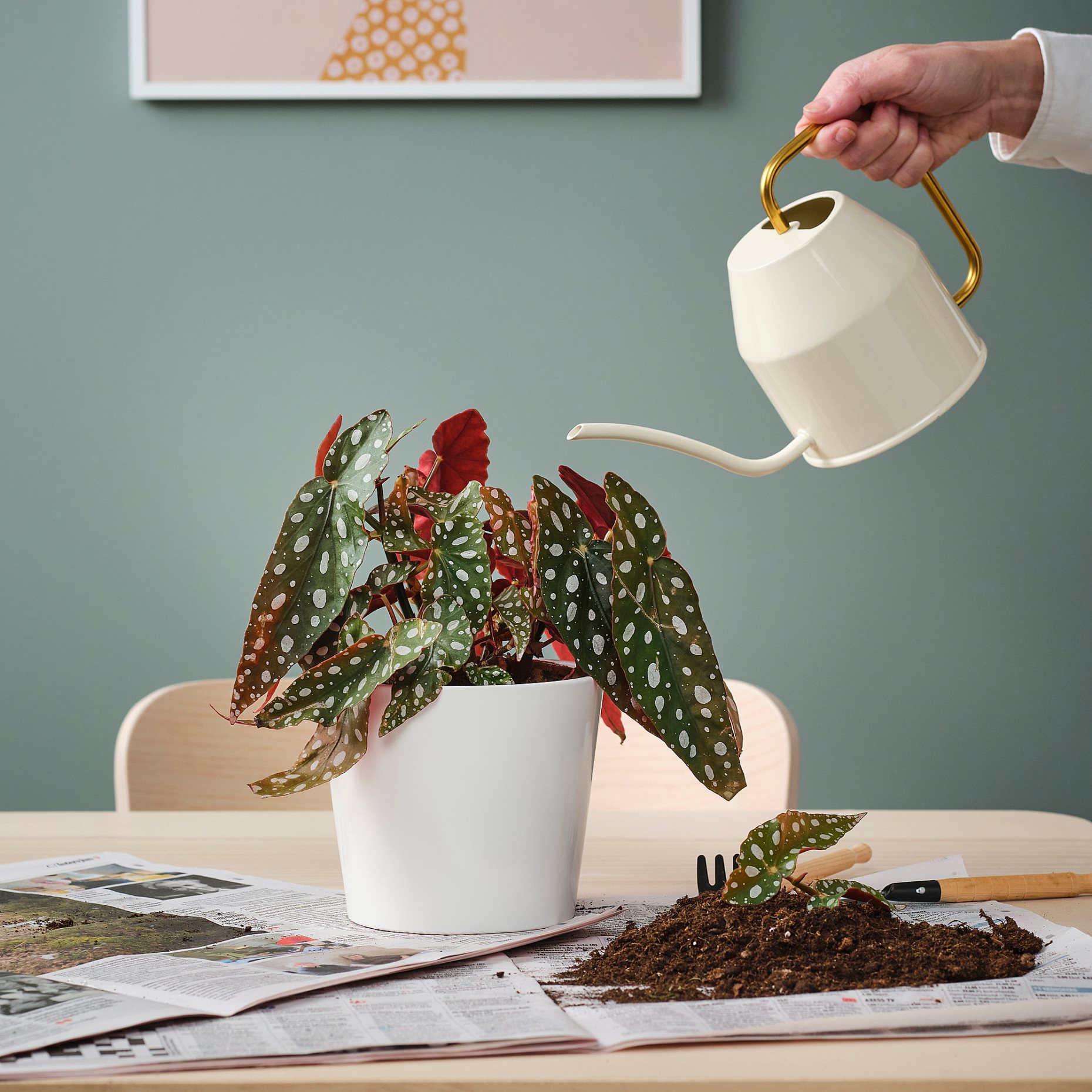 BEGONIA MACULATA, potted plant/spotted begonia, 12 cm, 905.982.31