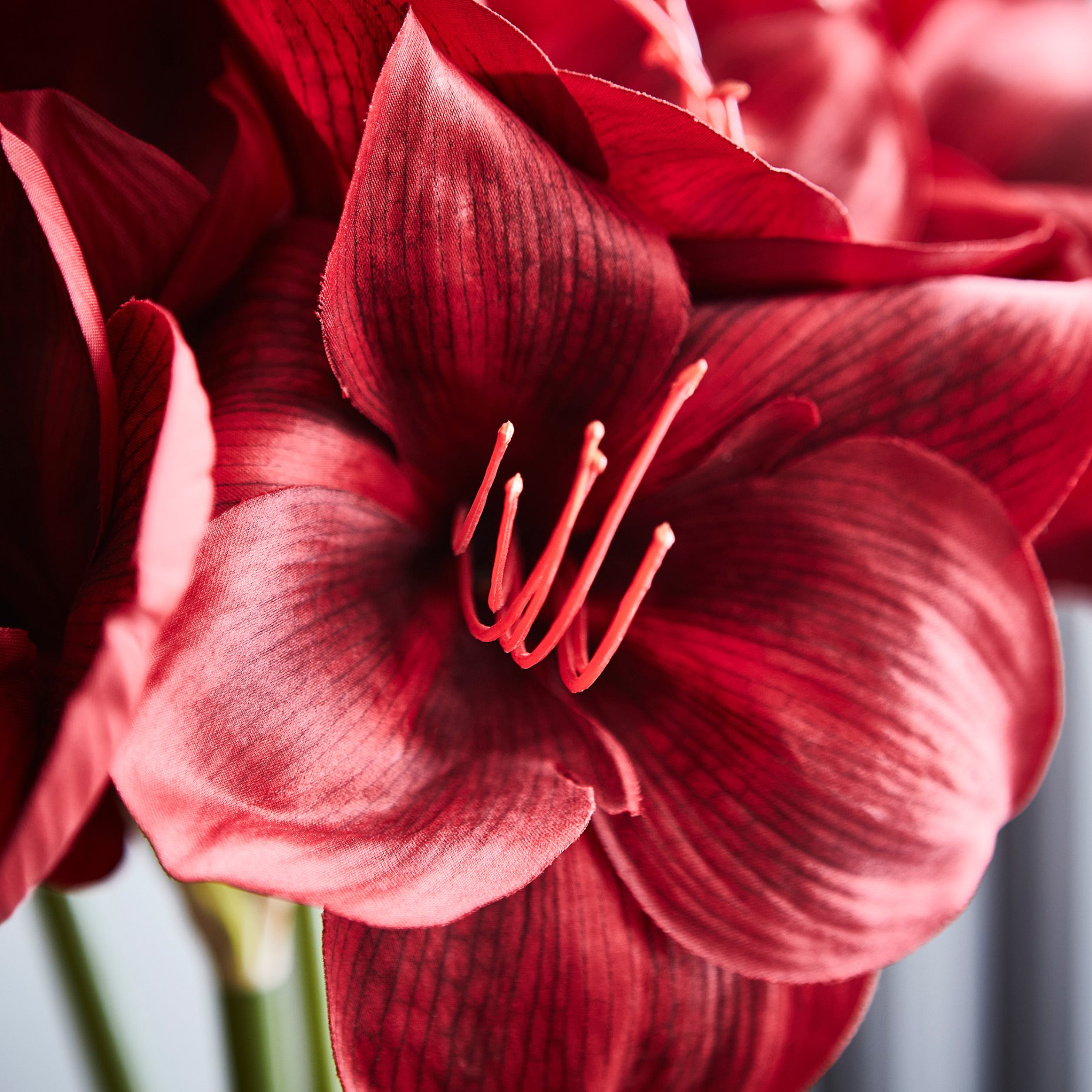 VINTERFINT, artificial flower in/outdoor Amaryllis, 60 cm, 906.066.03