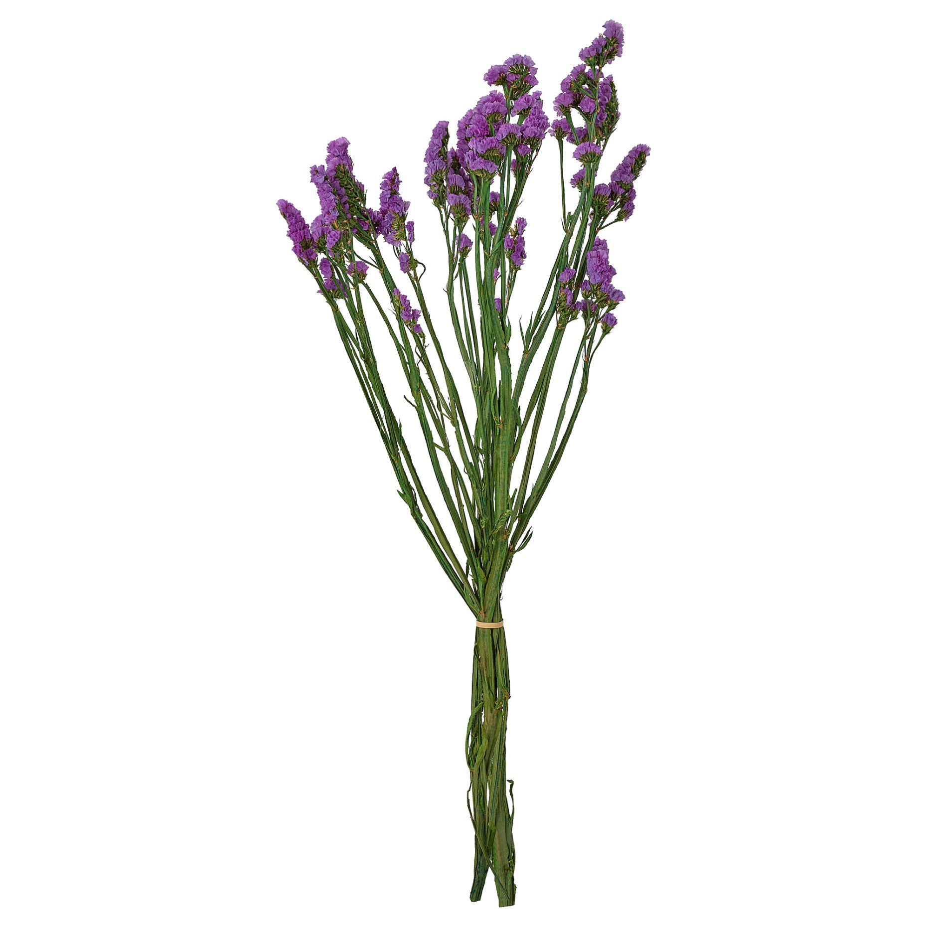 TORKA, dried parts of flowers/plants/bunch, 70 cm, 906.381.28
